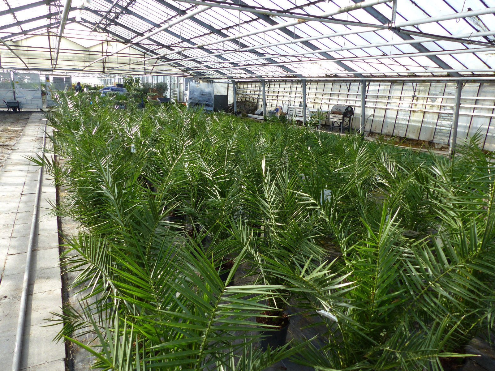 gruenwaren jakubik Baum Palme 90-120 cm, Phoenix canariensis, kanarische Dattelpalme – Bild 3 von 5