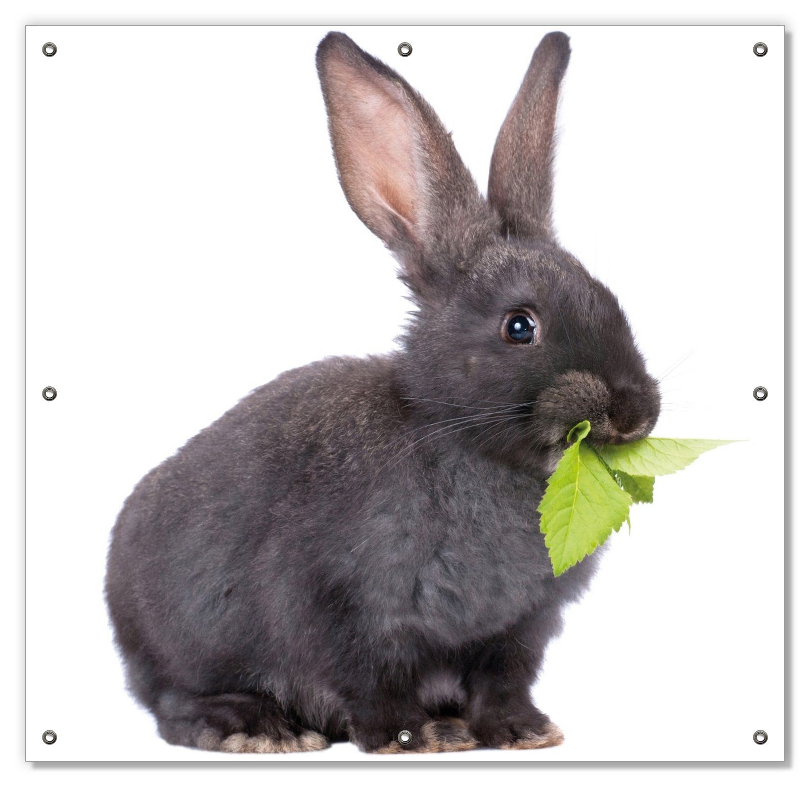 Sonnenschutz Süßes Kaninchen mit blickdicht, Wallario, Saugnäpfen, wiederablösbar beim wiederverwendbar mit Futtern, und Grünzeug