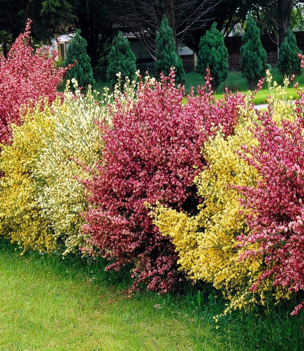 BALDUR Garten Hecken Ginster-Hecke 'Tricolor', 3 St., Elfenbeinginster, winterhart, mehrjährig, pflegeleicht