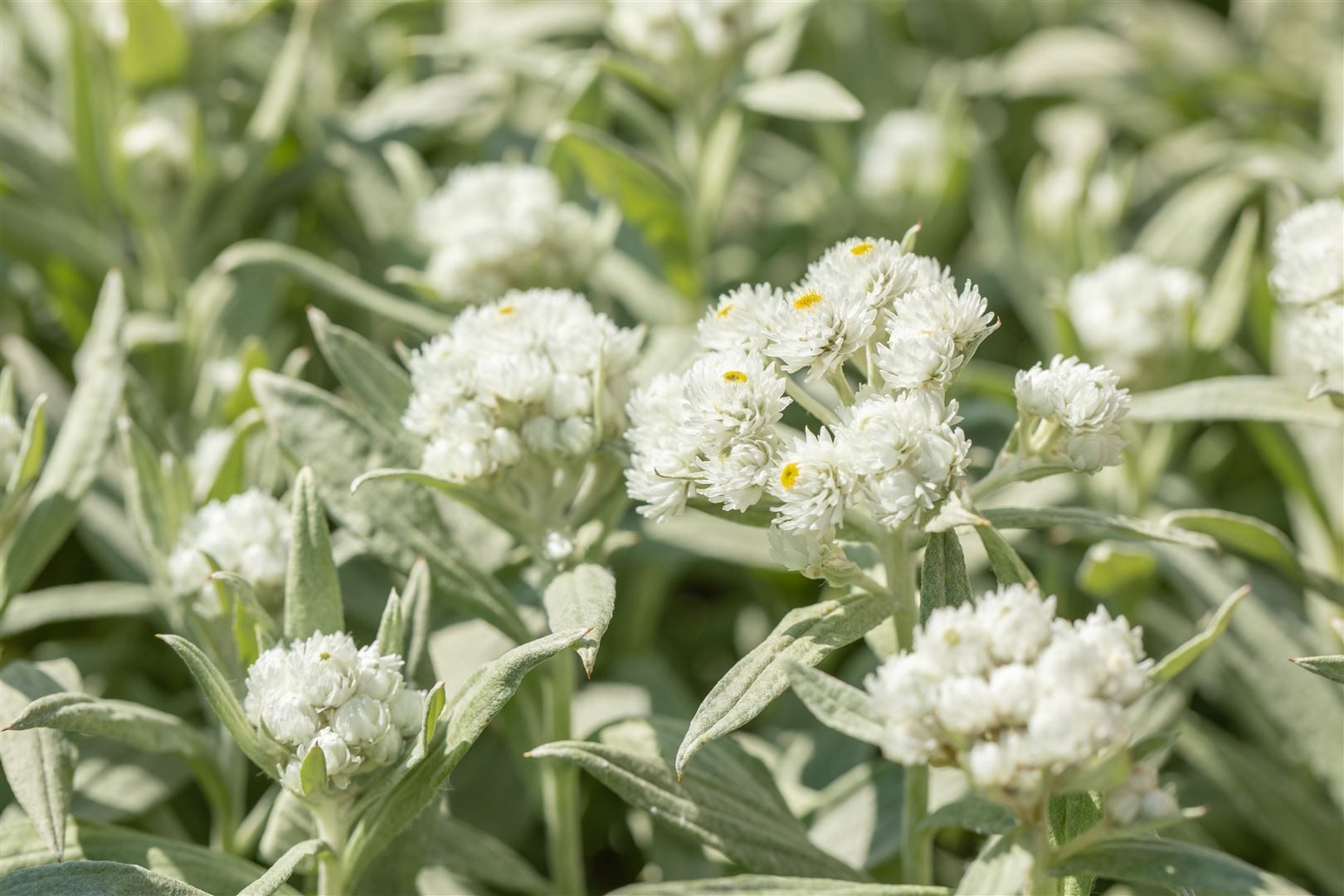 Pflanzen für Dich Staude Anaphalis margaritacea, 1 St., Perlkörbchen, Silberimmortelle