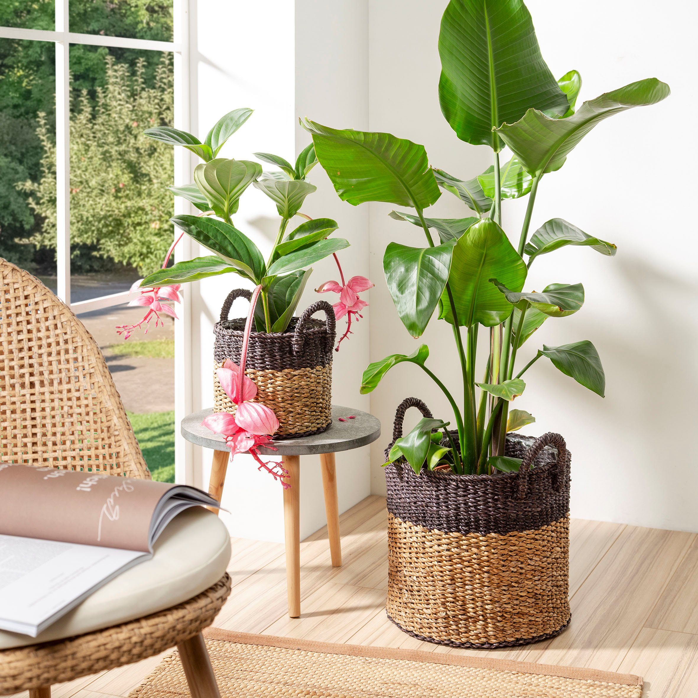 Scheurich Blumentopf nut brown 27/516 günstig online kaufen