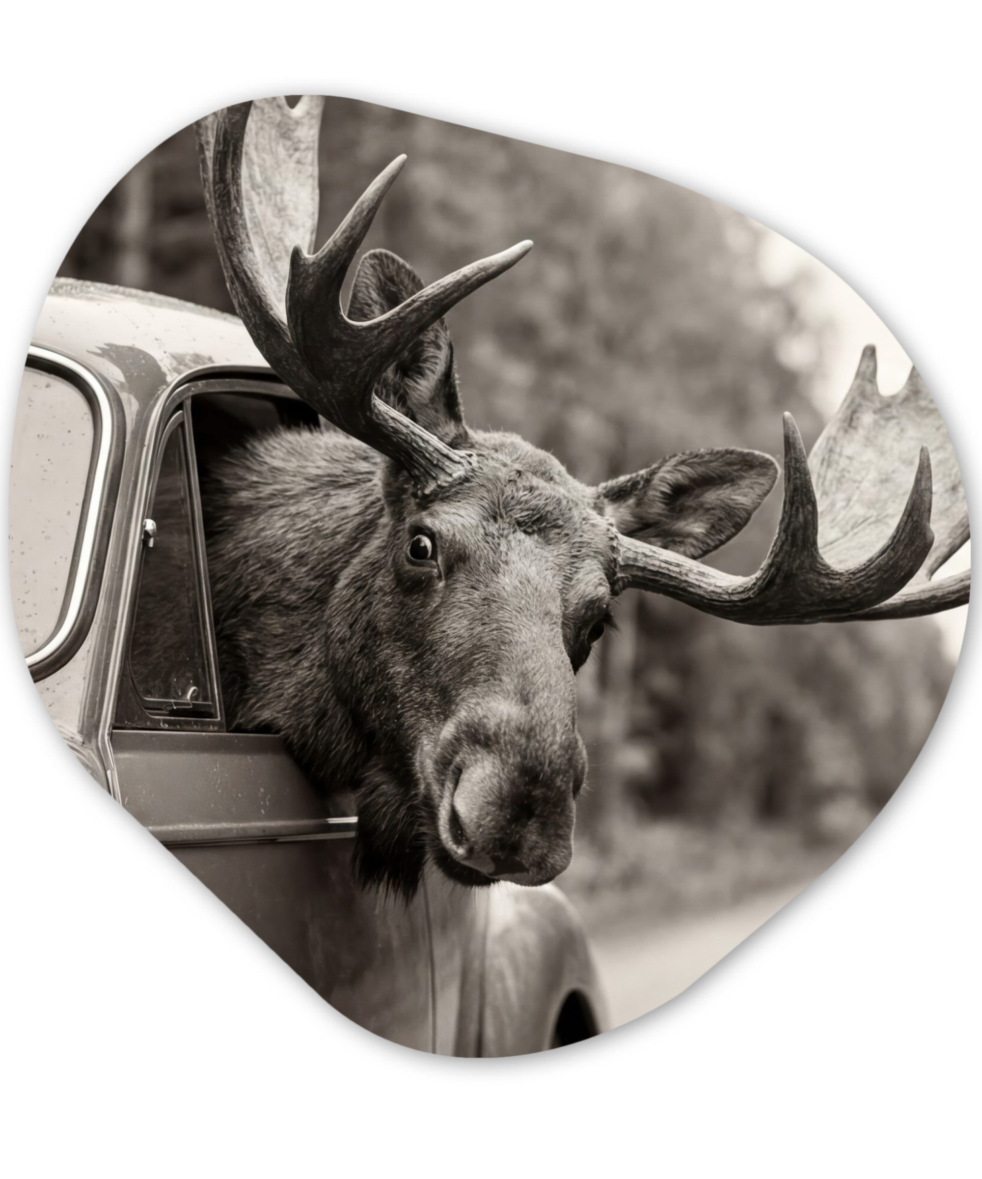 MuchoWow Gemälde Elch - Auto - Geweih - Schwarz - Weiß, Fotodruck (1 St), Wandbild Abstrakt, Wohnzimmer Schlafzimmer Wanddekoration, 40x40 cm