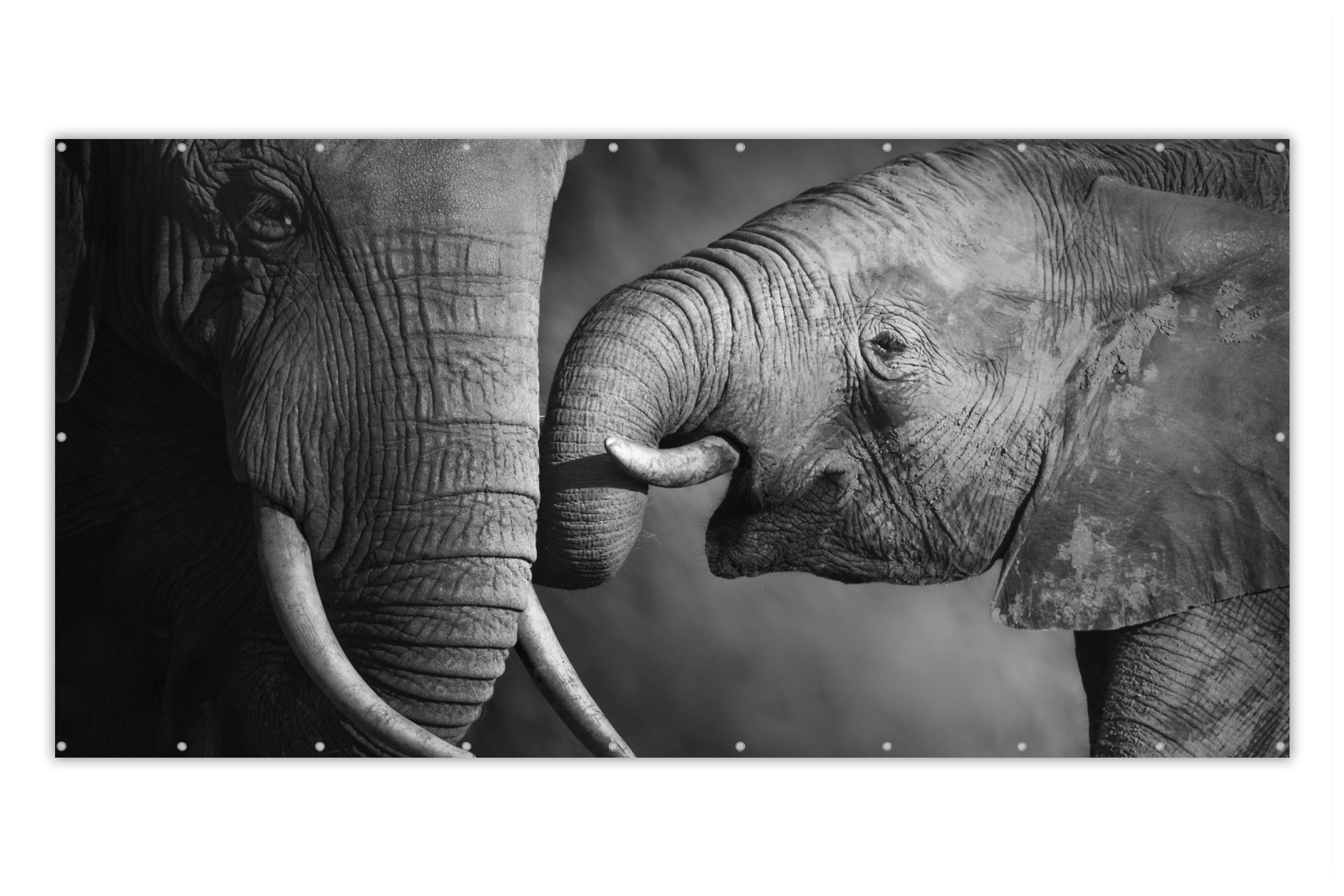 MuchoWow Balkonsichtschutz Wildtiere - Elefant - Schwarz - Weiß - Porträt (1-St) Balkonbespannung mit Metalösen, UV-beständig, Balkonbanner