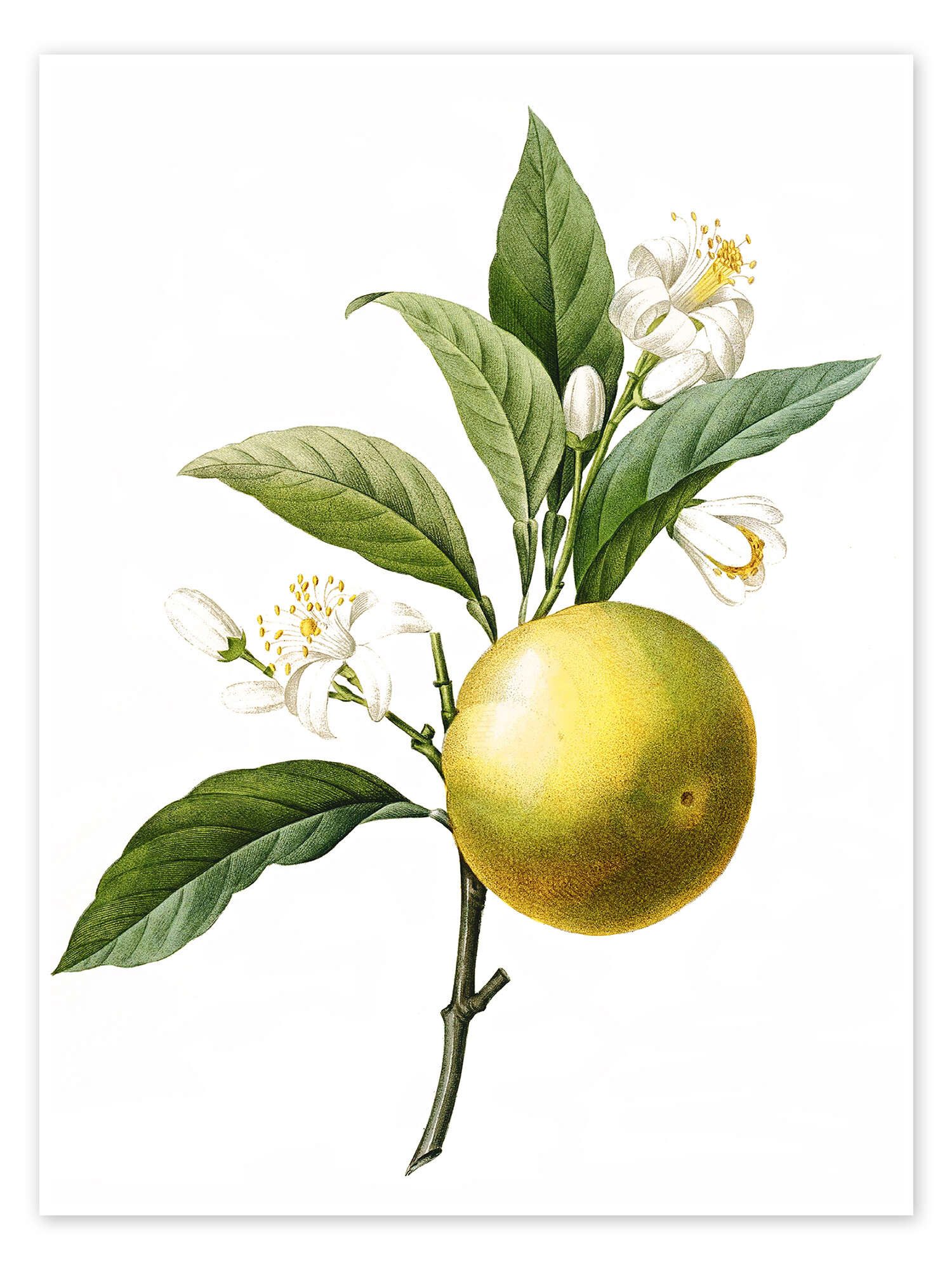 Posterlounge Wandbild Citrus aurantium, Pierre Joseph Redouté, erhältlich als Poster, Leinwandbild, Wandsticker oder Acrylglasbild