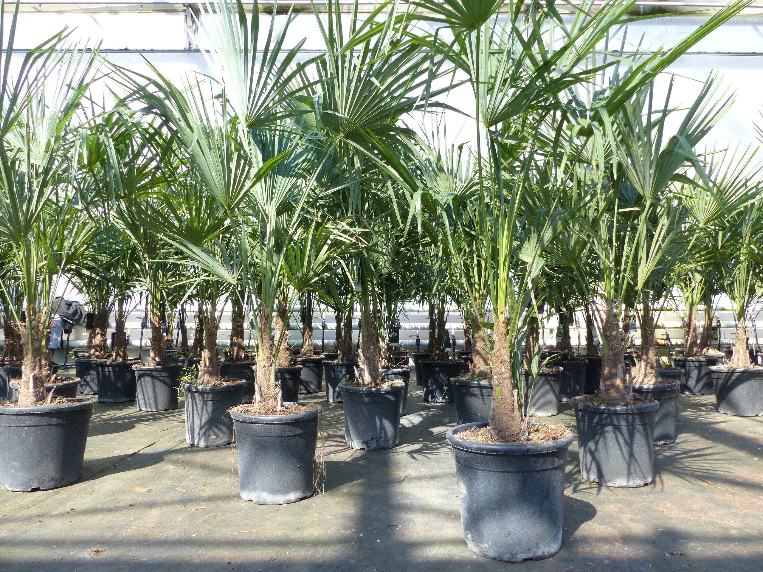 gruenwaren jakubik Baum Trachycarpus fortunei 140 cm Palme Hanfpalme, winterhart bis -18°C – Bild 5 von 5