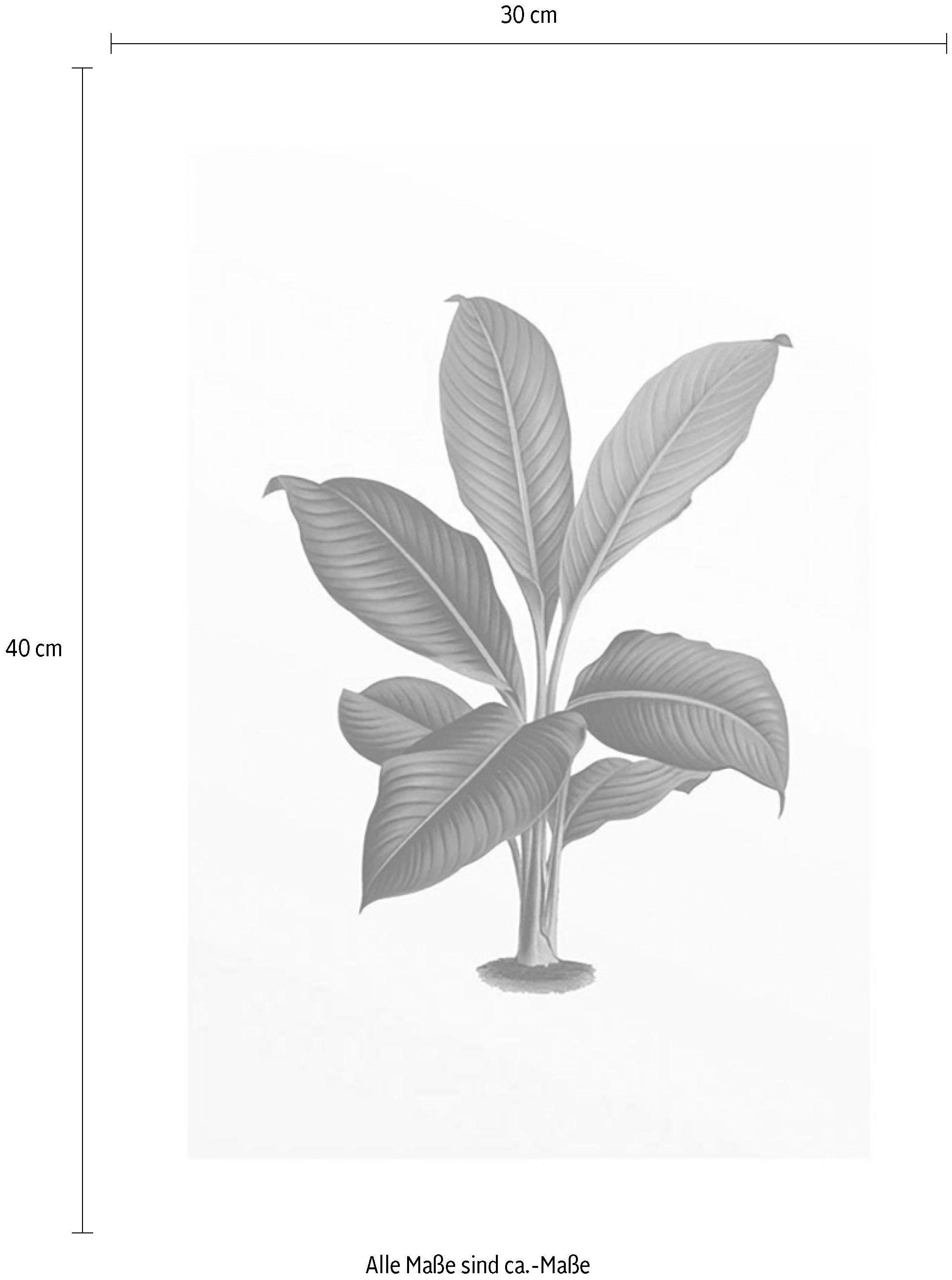 (1 Leaf, Wohnzimmer Blätter, Komar Poster Kinderzimmer, St), Schlafzimmer, Elastica Pflanzen
