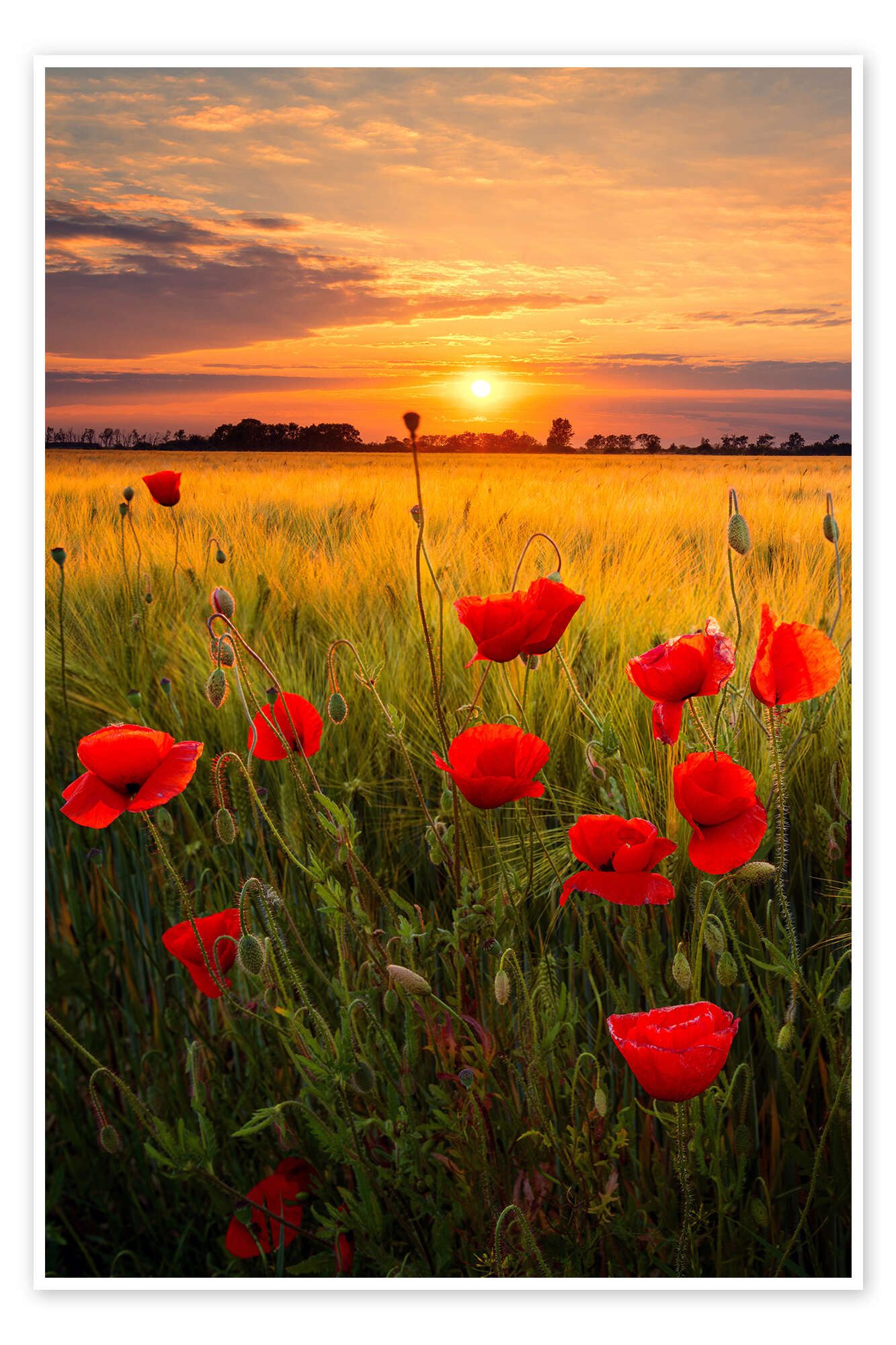 Posterlounge Wandbild Sommerabend, Dave Derbis, erhältlich als Poster, Leinwandbild, Wandsticker oder Acrylglasbild