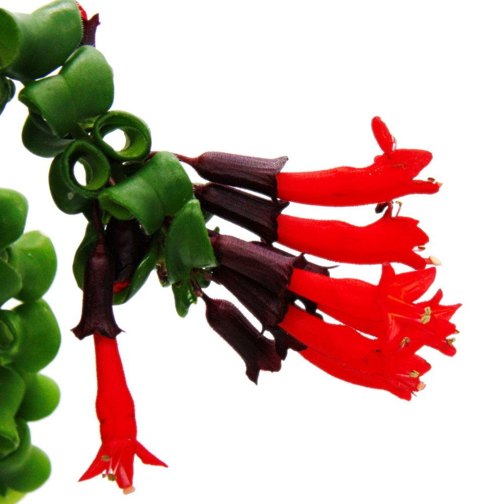 Exotenherz Zimmerpflanze Lippenstiftpflanze Schamblume Aeschynanthus 'Rasta' hängend 15cm