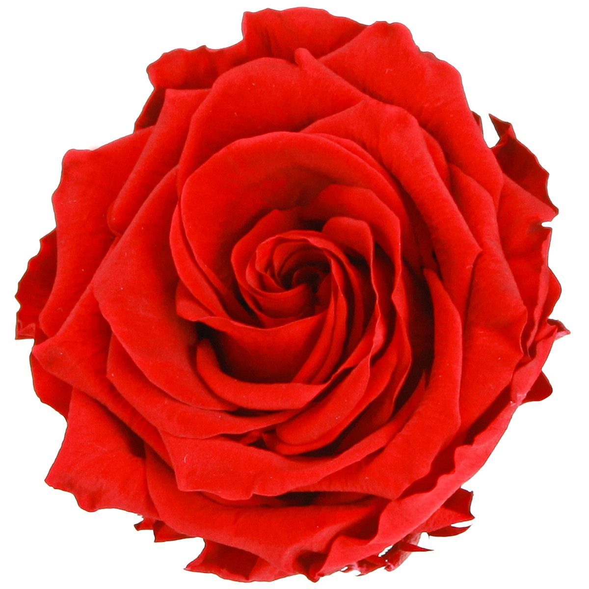Kunstblume Echte Infinity Rosen Rot Ø8,5cm 4 St. Premium Dekor, 4 Stück, Florists Products, Höhe 5.5 cm