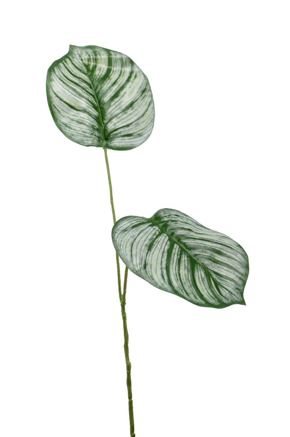 Kunstzweig Dekozweig Calathea Orbifolia TAMARIU, grün-weiß, 50cm Calathea (Calathea orbifolia), artplants, Höhe 50.0 cm