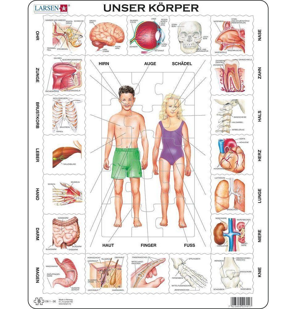 Larsen Puzzle Puzzle - Unser Körper, günstig online kaufen