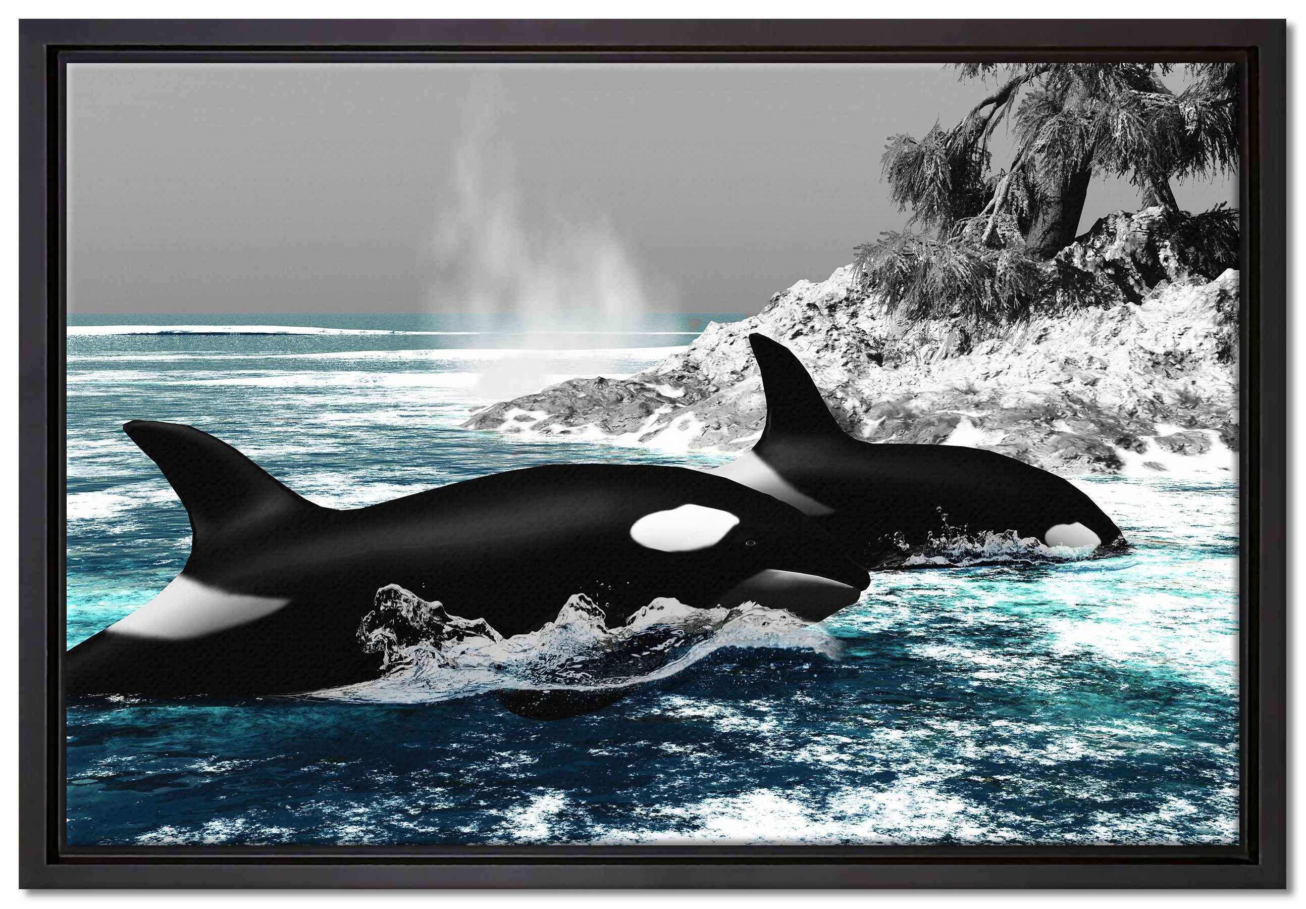 Insel, Orcas fertig bespannt, Zackenaufhänger (1 Schattenfugen-Bilderrahmen schöne einem Leinwandbild Pixxprint gefasst, in Wanddekoration St), Leinwandbild inkl. vor