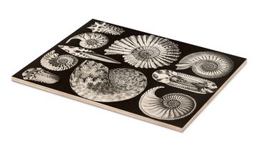 Posterlounge Holzbild Ernst Haeckel, Ammonshörner, Ammonitida (Kunstformen der Natur, 1899), Malerei