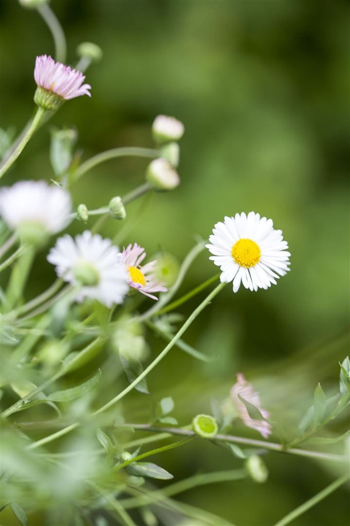 Pflanzen für Dich Staude Erigeron karvinsk. Blütenmeer, 1 St., Spanisches Gänseblümchen, Mexikanisches Berufkraut