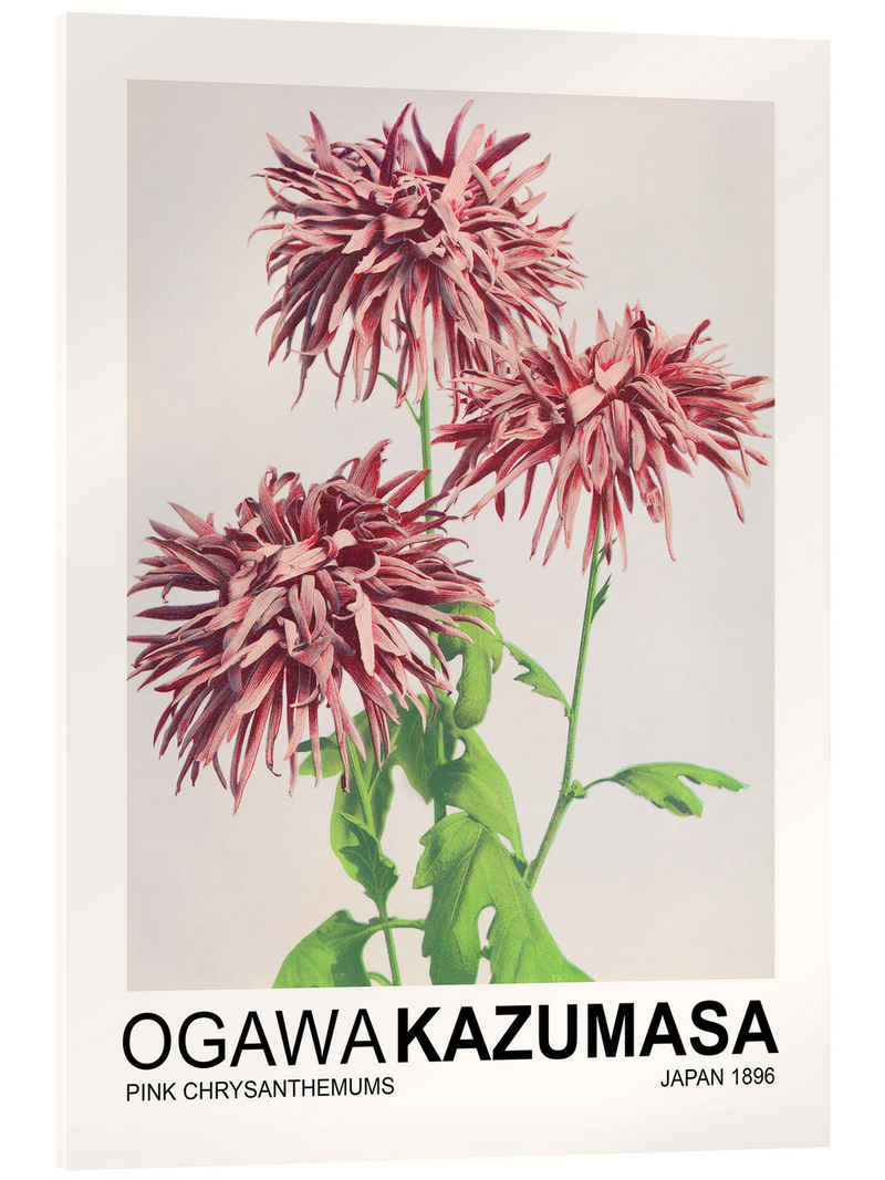 Posterlounge Acrylglasbild Ogawa Kazumasa, Pink Chrysanthemums, Wohnzimmer Japandi Malerei