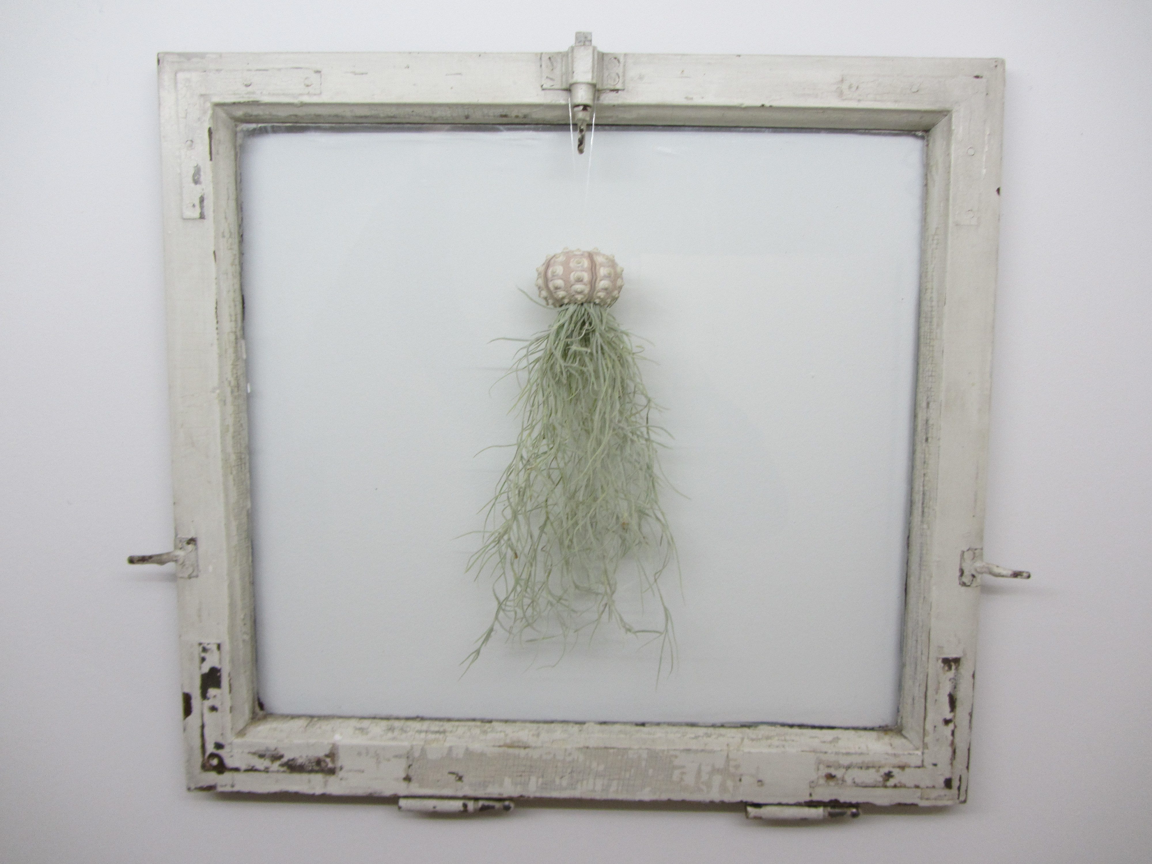 meinvipshop Hängedekoration 3er Set Seeigelgehäuse mit Tillandsia Spanisch Moos (3 St) – Bild 3 von 3