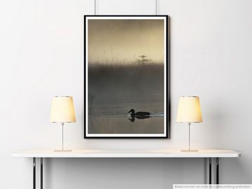 Sinus Art Poster 90x60cm Poster Tierfotografie Schwimmende Ente im Morgengrauen