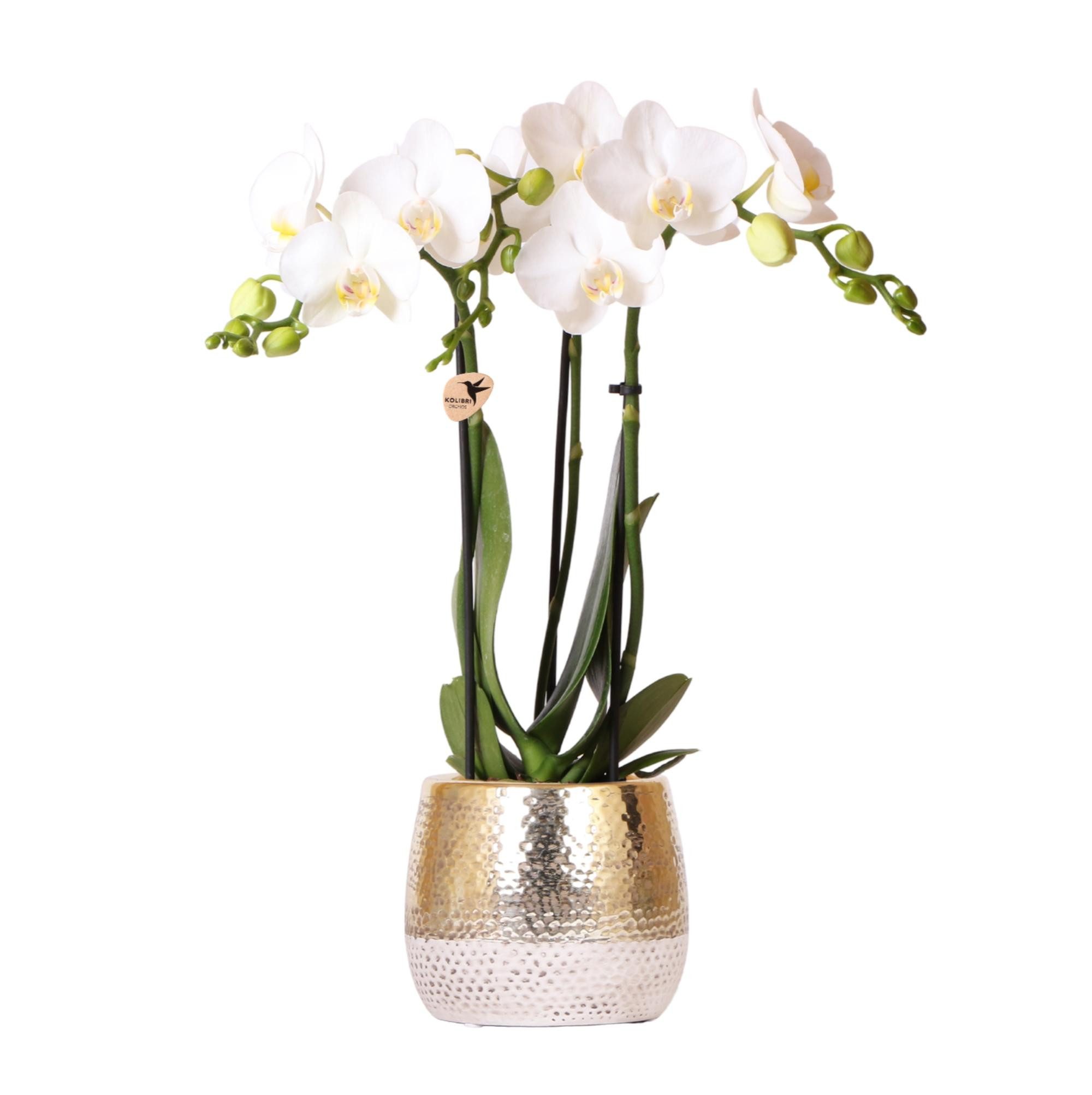 Exotenherz Zimmerpflanze Weiße Phalaenopsis Orchidee Amabilis + Elite Topf Gold 9cm 40cm hoch