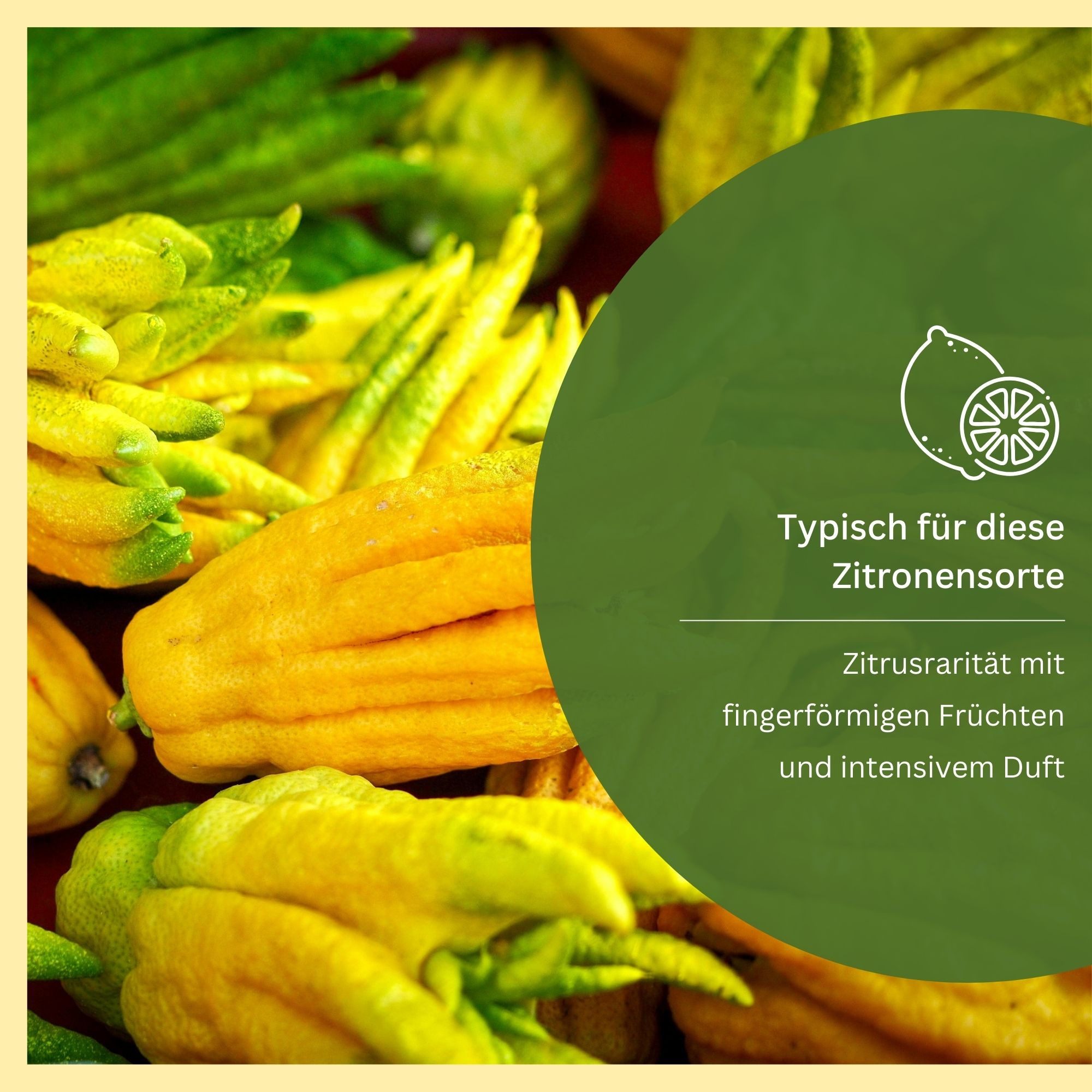 Meine Orangerie Zitronenbaum Buddhas Hand - Citrus medica ‘Digitata’, echte Buddhas Hand Zitrone, professionell veredelter und fruchtreifer Zitrusbaum
