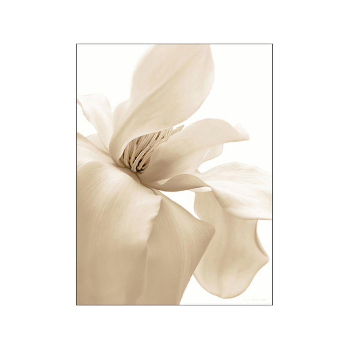 TPFLiving Kunstdruck (OHNE RAHMEN) Poster - Leinwand - Wandbild, Blumen, Blätter, Strand und Meer - (Wanddeko Wohnzimmer), Farben: Beige und Gold - Größe: 10x15cm