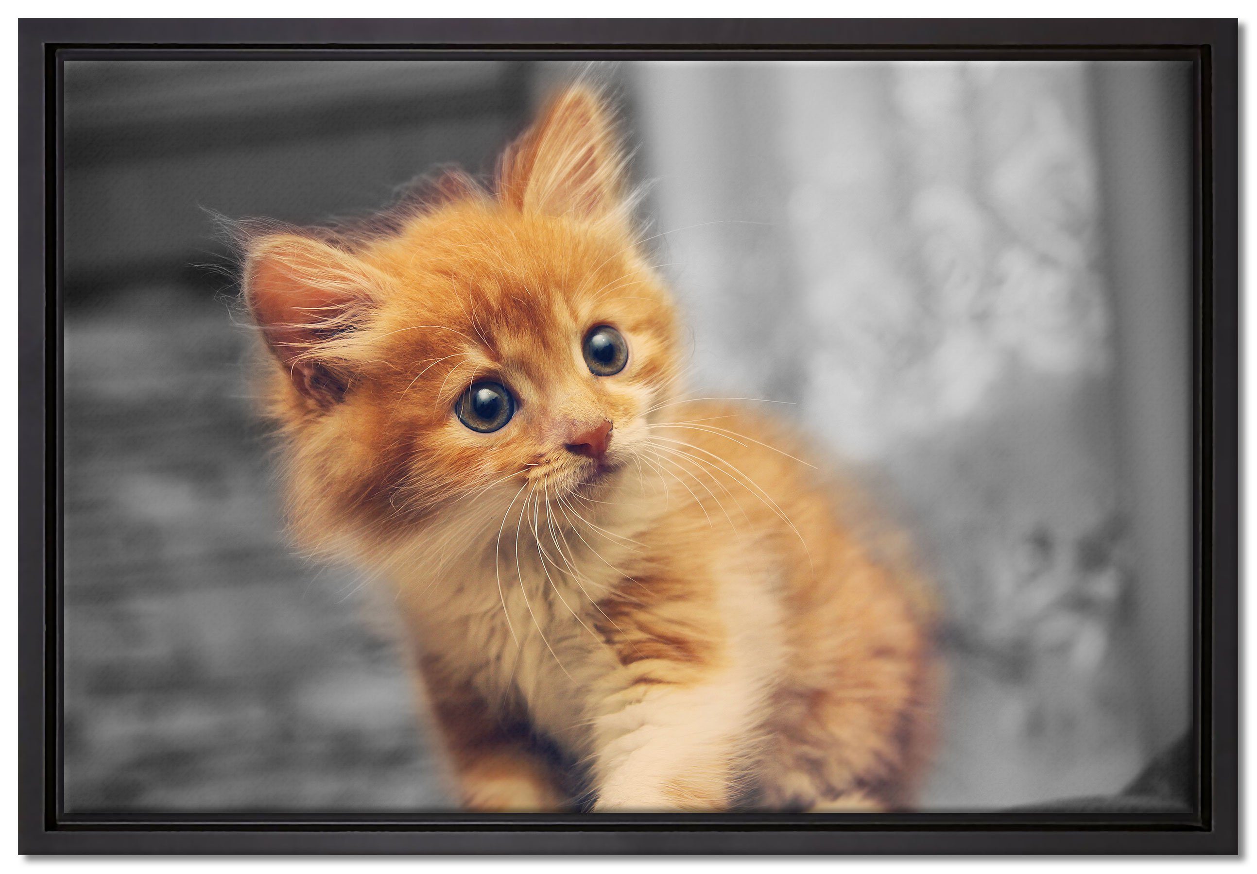 Pixxprint Leinwandbild Neugieriges Kätzchen, Wanddekoration (1 St), Leinwandbild fertig bespannt, in einem Schattenfugen-Bilderrahmen gefasst, inkl. Zackenaufhänger