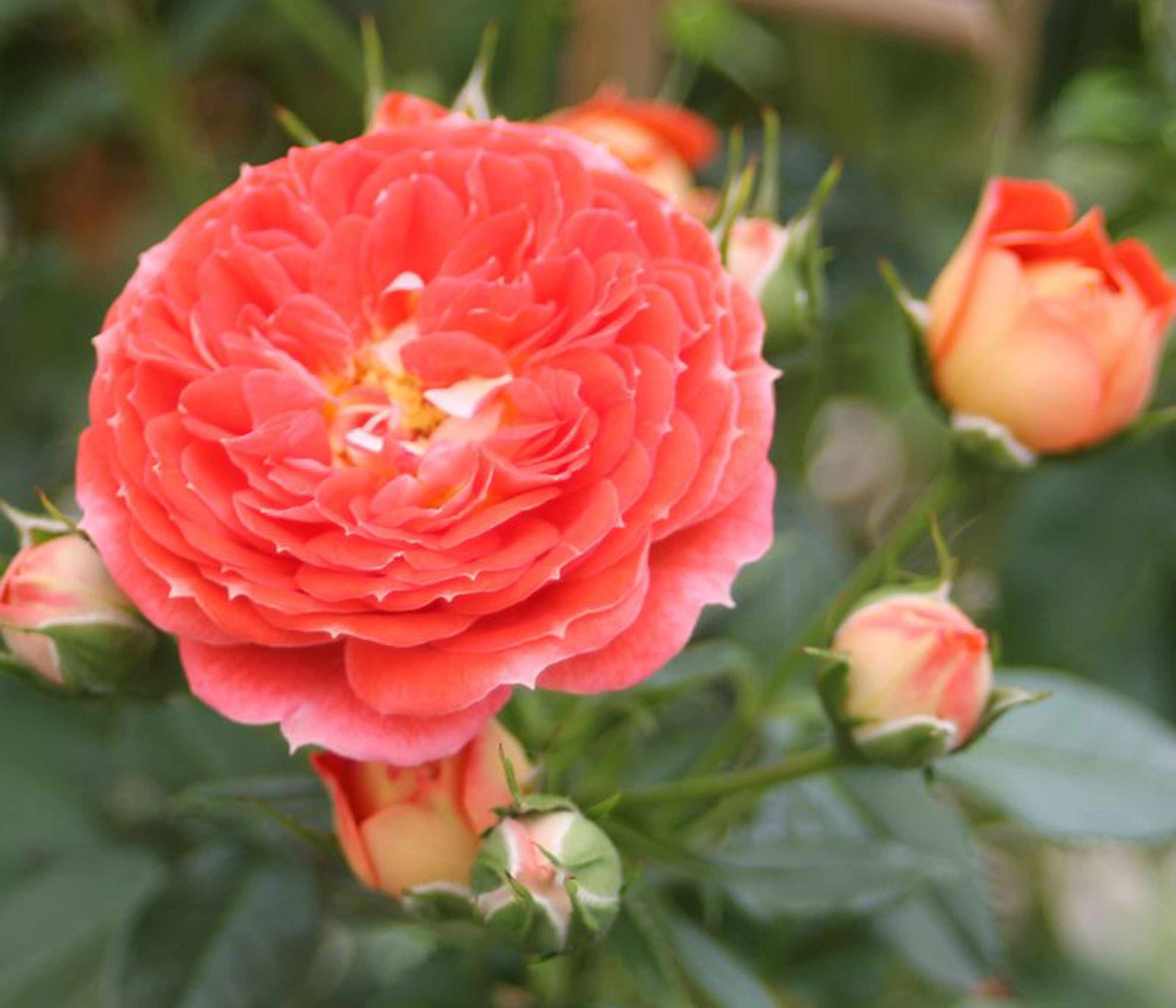 Dehner Rose Zwerg-Kletterrose Starlet® Carmen®, 15-30 cm, gefüllte duftende Blüten, Farbe orange-rot, Züchter Tantau