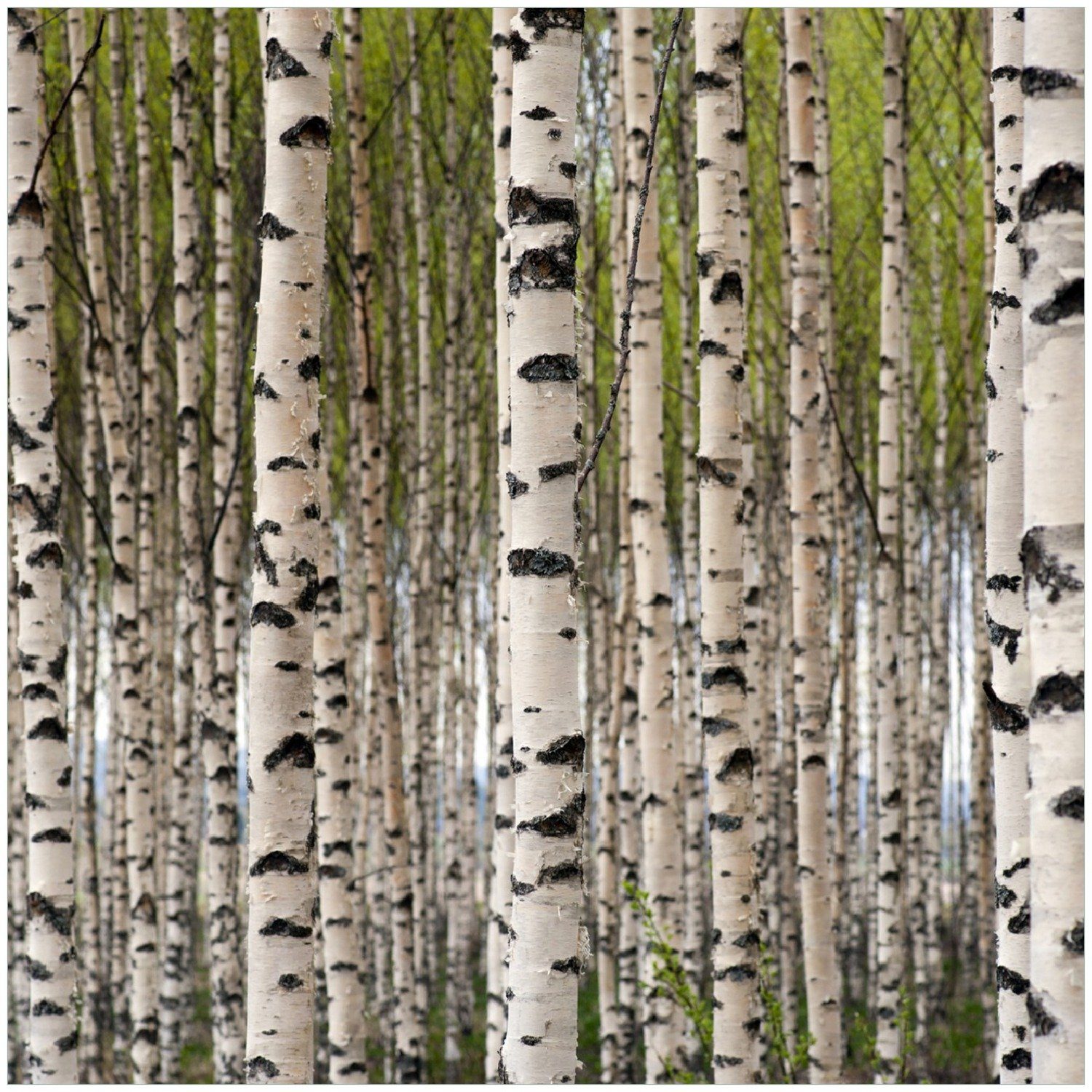 Wallario Memoboard Birkenwald - Baumstämme in schwarz weiß