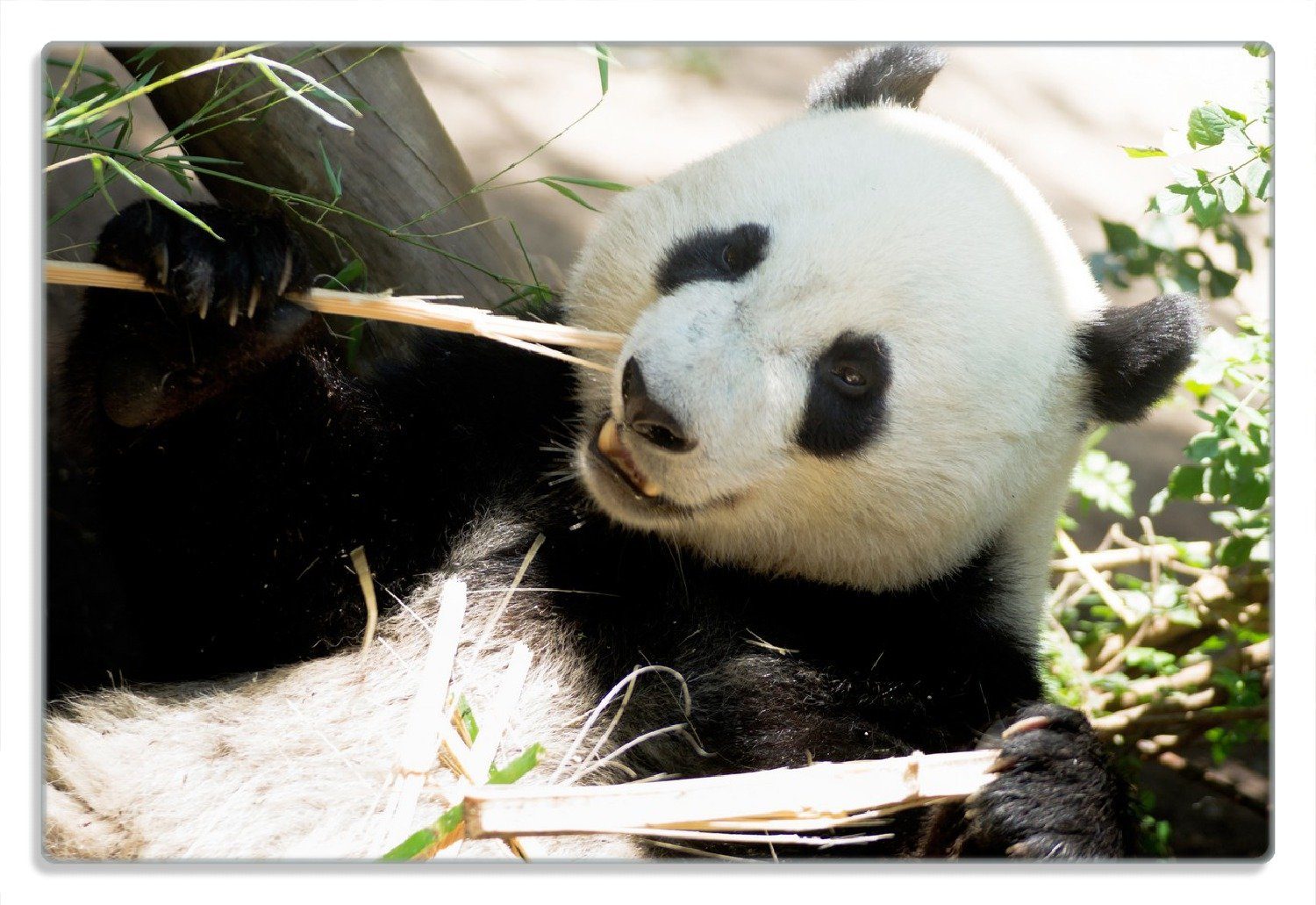 Panda 1-St), Frühstücksbrett 20x30cm (inkl. knabbert Wallario an Gummifüße rutschfester Bambusstücken, 4mm,