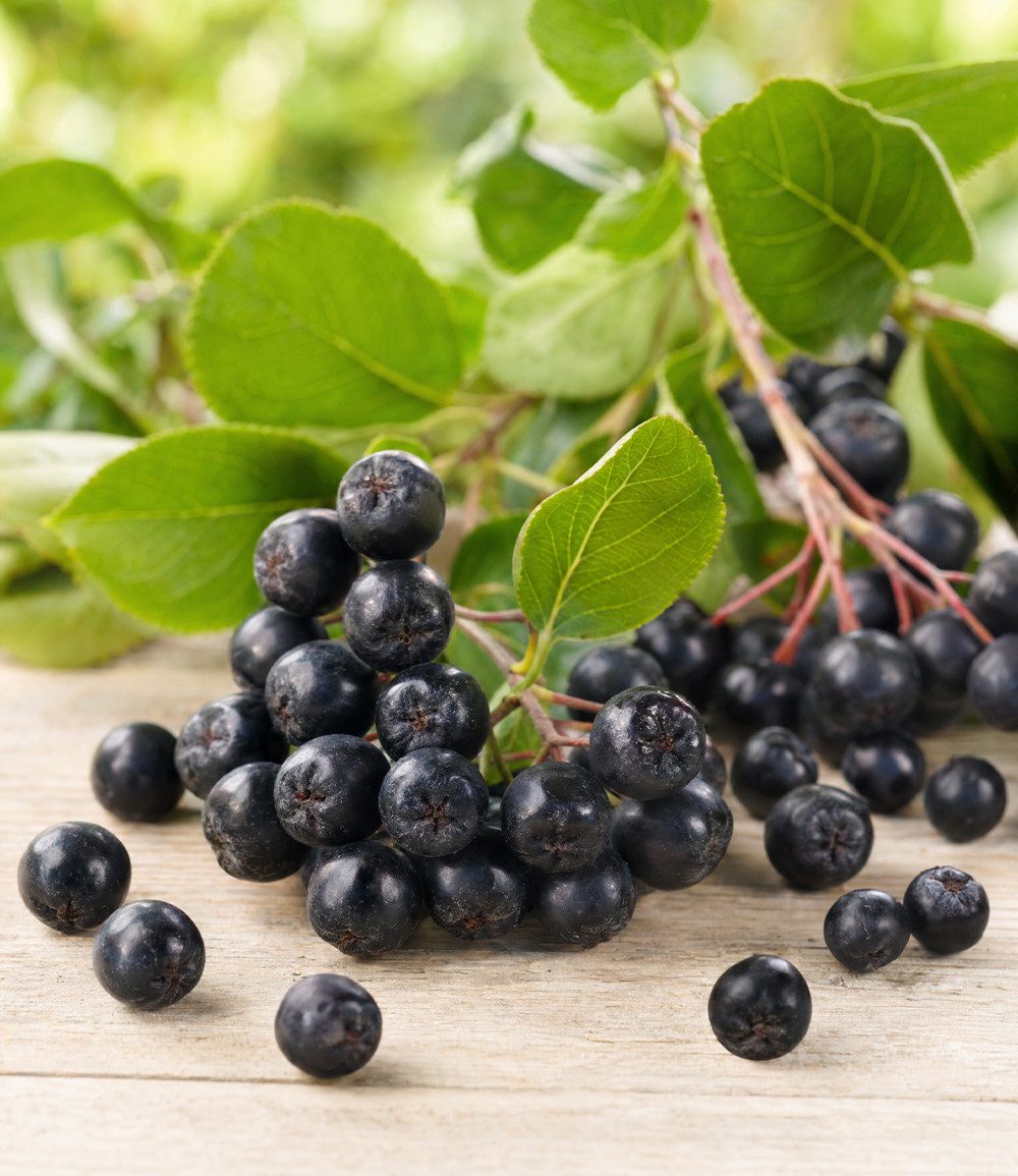 BALDUR Garten Obstpflanze Vitaminbeere 'Aronia Viking', 1 St., Selbstbefruchtend,winterhart, essbar, pflegeleicht – Bild 2 von 3