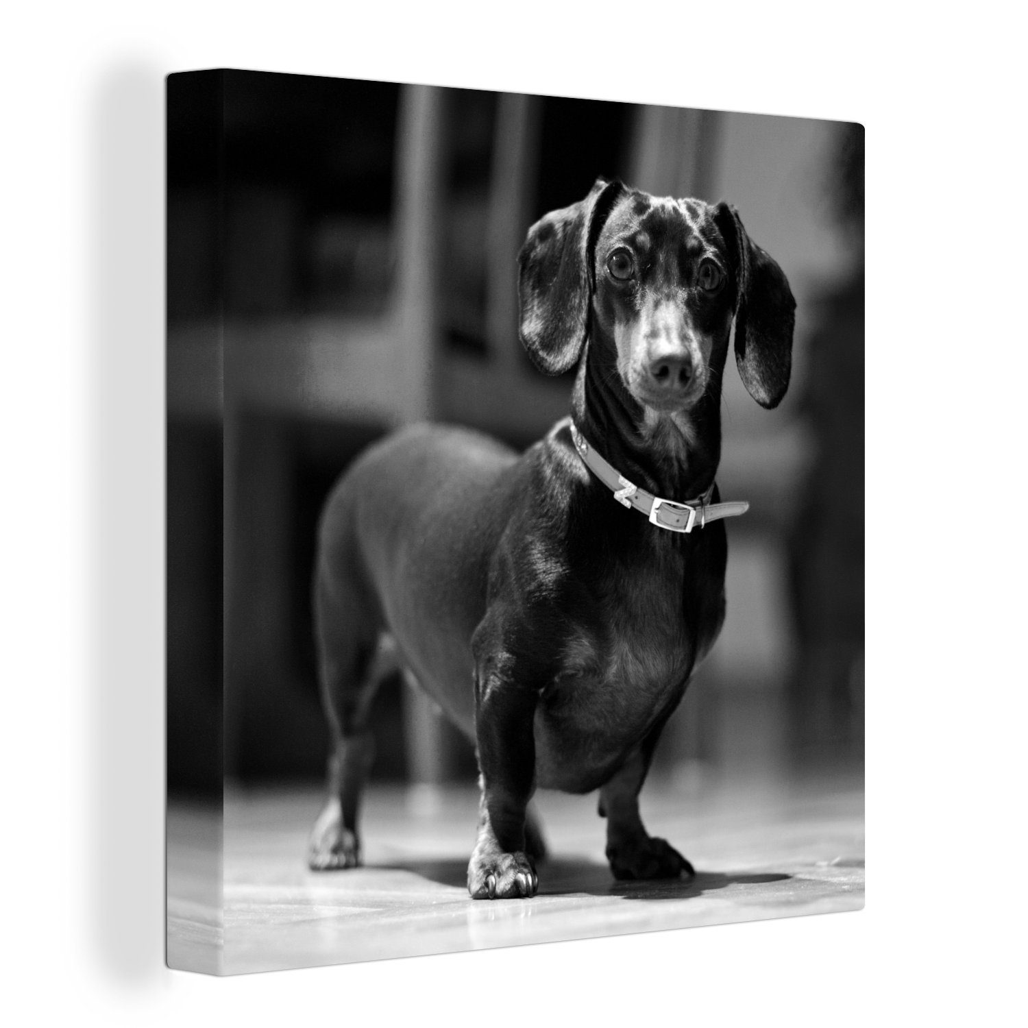 OneMillionCanvasses® Leinwandbild Porträt eines schwarzen Dackels - schwarz und weiß, (1 St), Leinwand Bilder für Wohnzimmer Schlafzimmer