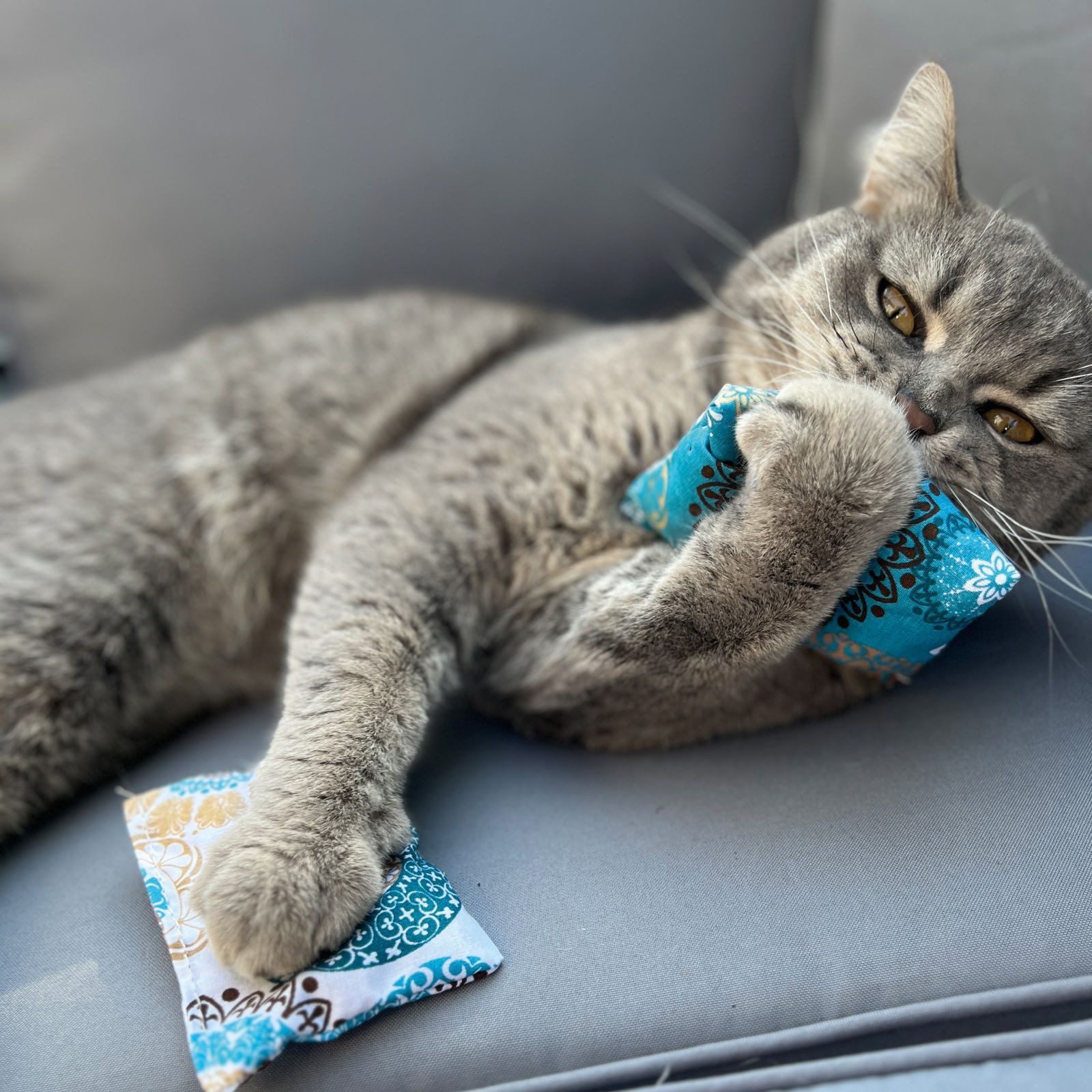 Aumüller Raschelkissen Schmusekissen für Katzen mit Katzenminze, Katzenspielkissen Minzini...