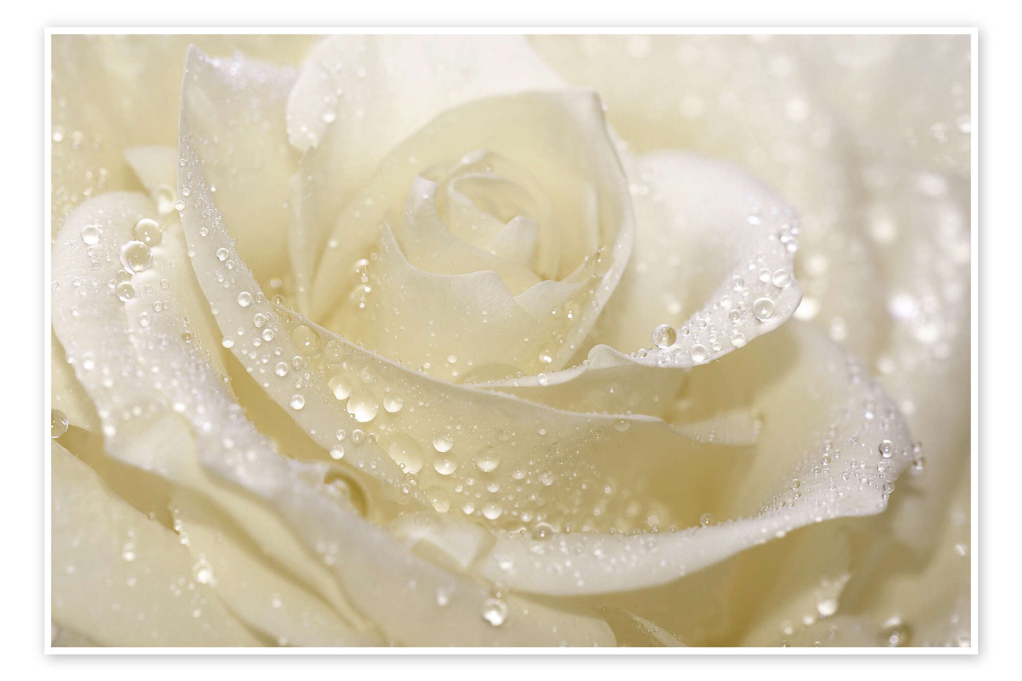 Posterlounge Wandbild Weiße Rose mit Tropfen, Atteloi, erhältlich als Poster, Leinwandbild, Wandsticker oder Acrylglasbild
