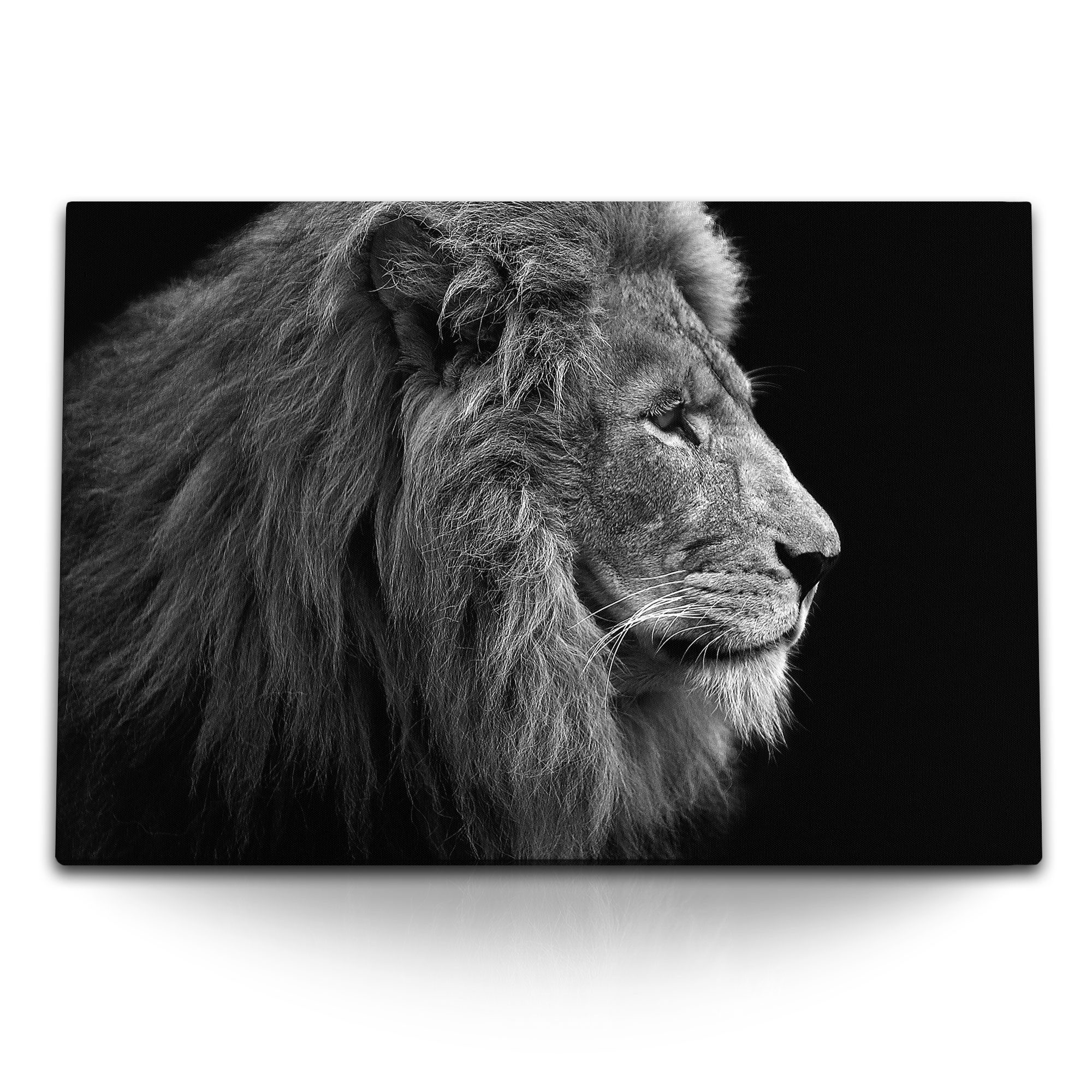 Leinwandbild 120x80cm Wandbild auf Leinwand Löwe Raubkatze Großkatze Tierfotografie