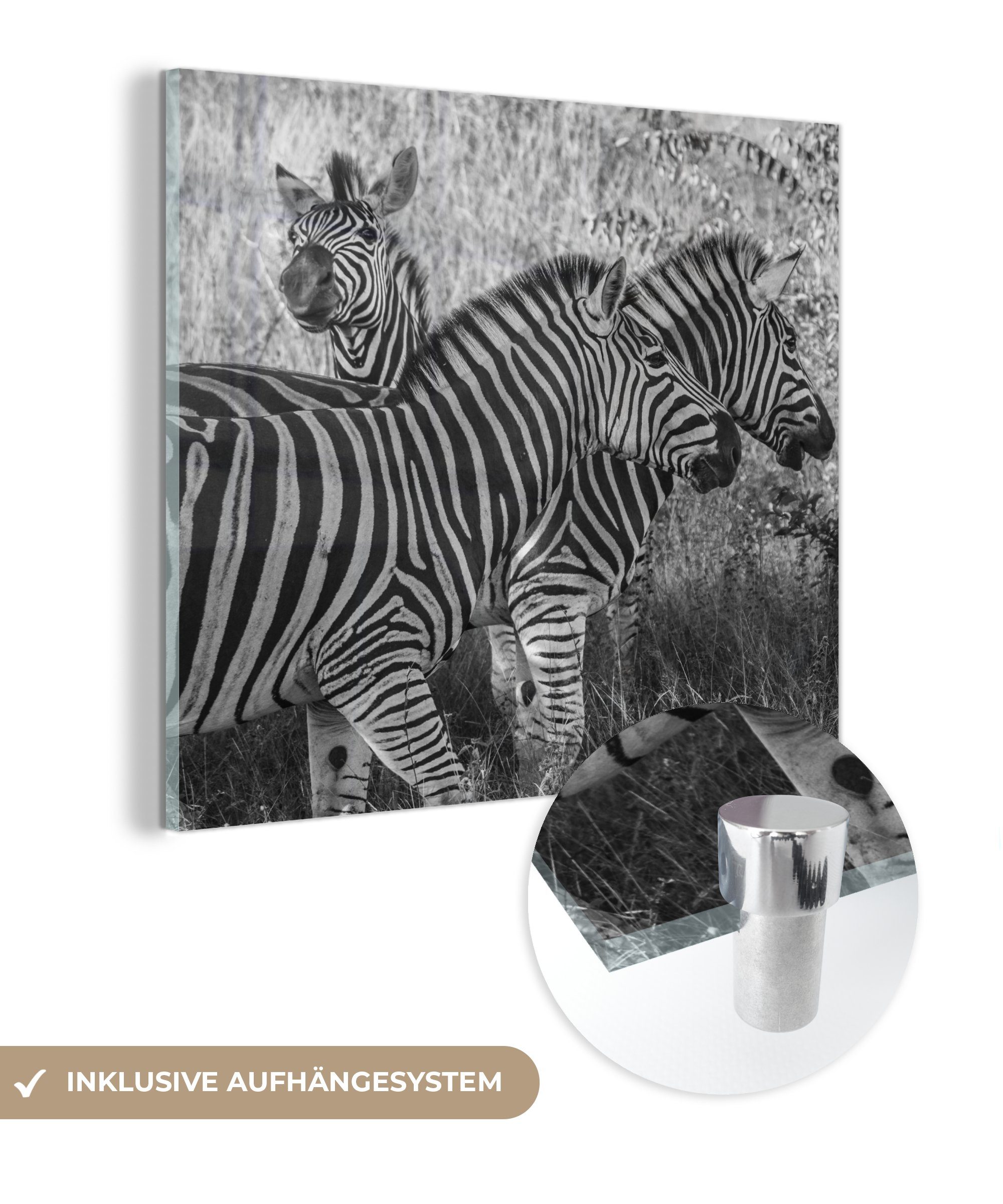 MuchoWow Acrylglasbild Drei grasende Zebras, (1 St), Glasbilder - Bilder auf Glas Wandbild - Foto auf Glas - Wanddekoration