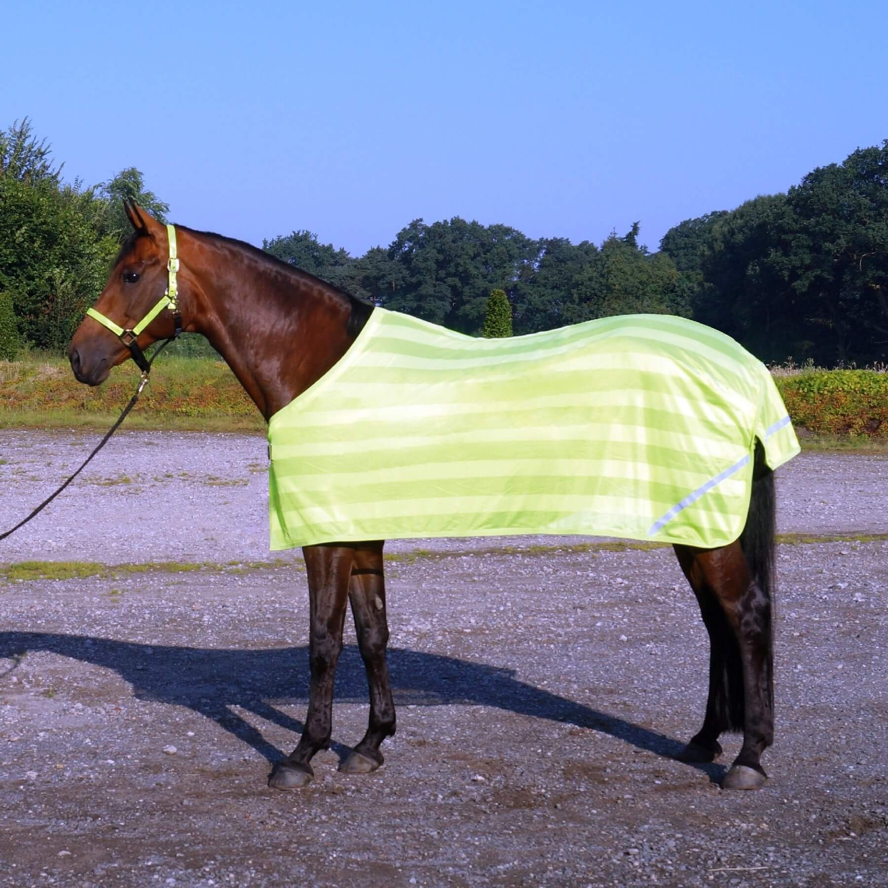 BUSSE Ausreitdecke BUSSE Decke REFLECTION