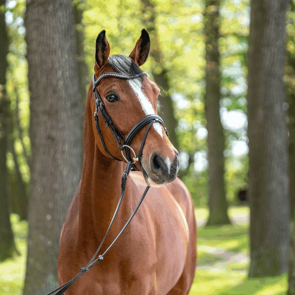 SPRENGER Trensengebiss Sprenger KK Ultra Wassertrense doppelt gebrochen 21mm