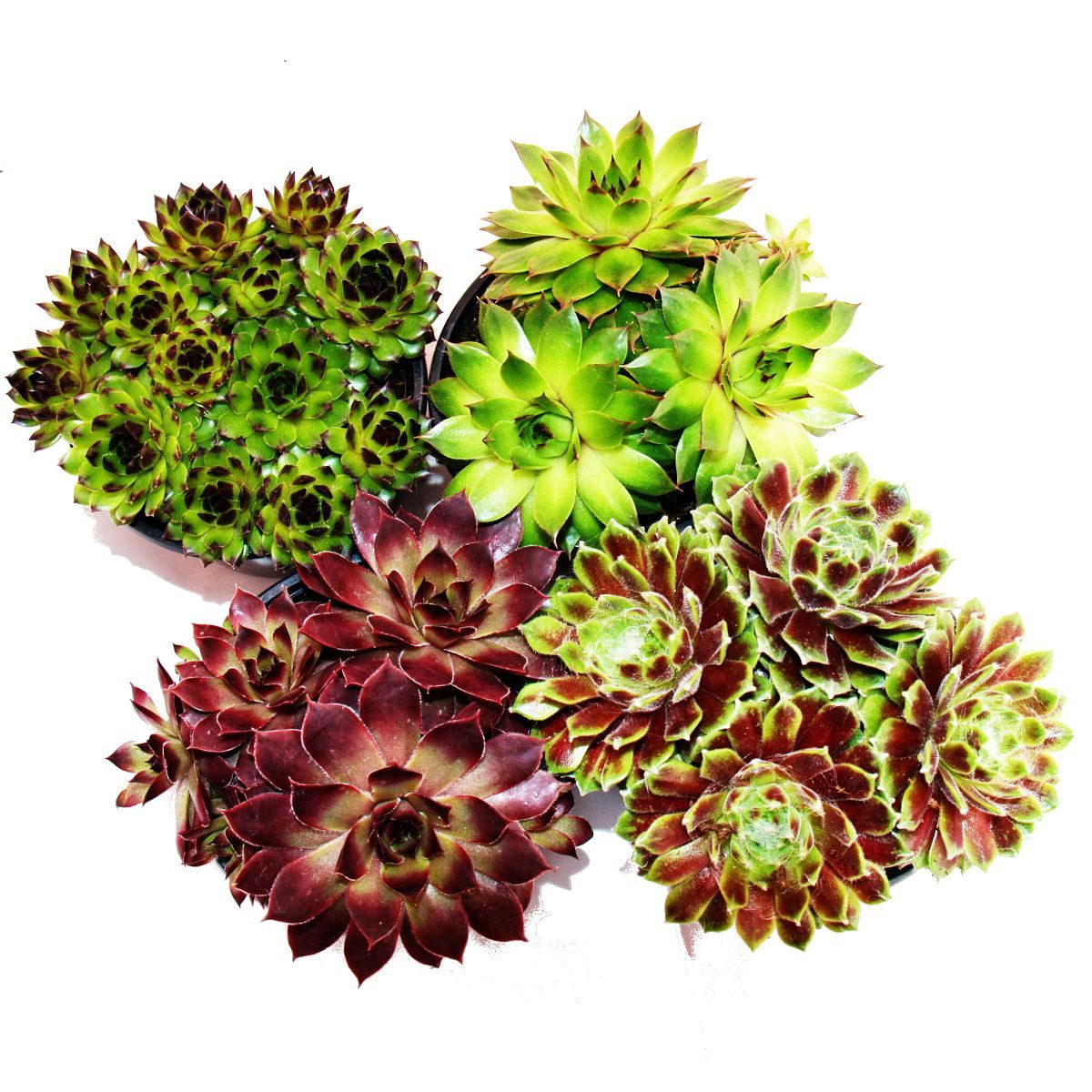 Exotenherz Beetpflanze Hauswurz - Set aus 4 verschiedenen Sempervivum-Sorten