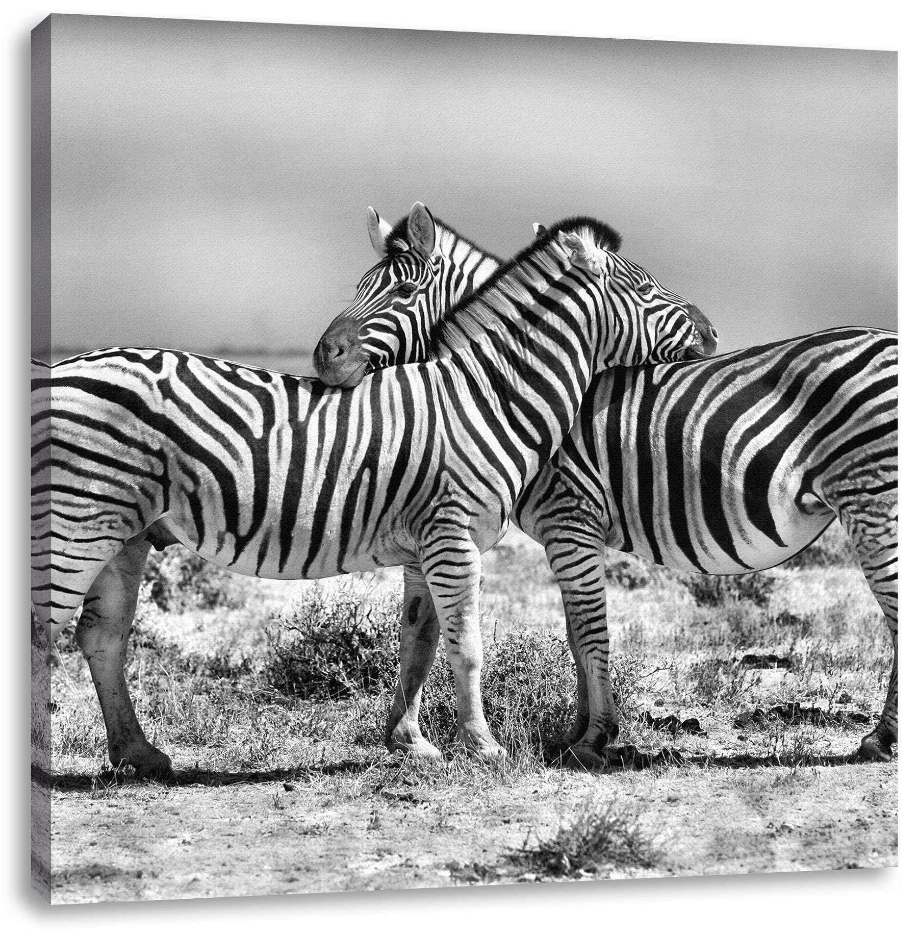 Leinwandbild Schmusende Schmusende (1 Pixxprint Leinwandbild St), bespannt, inkl. fertig Zebras Zackenaufhänger Zebras,