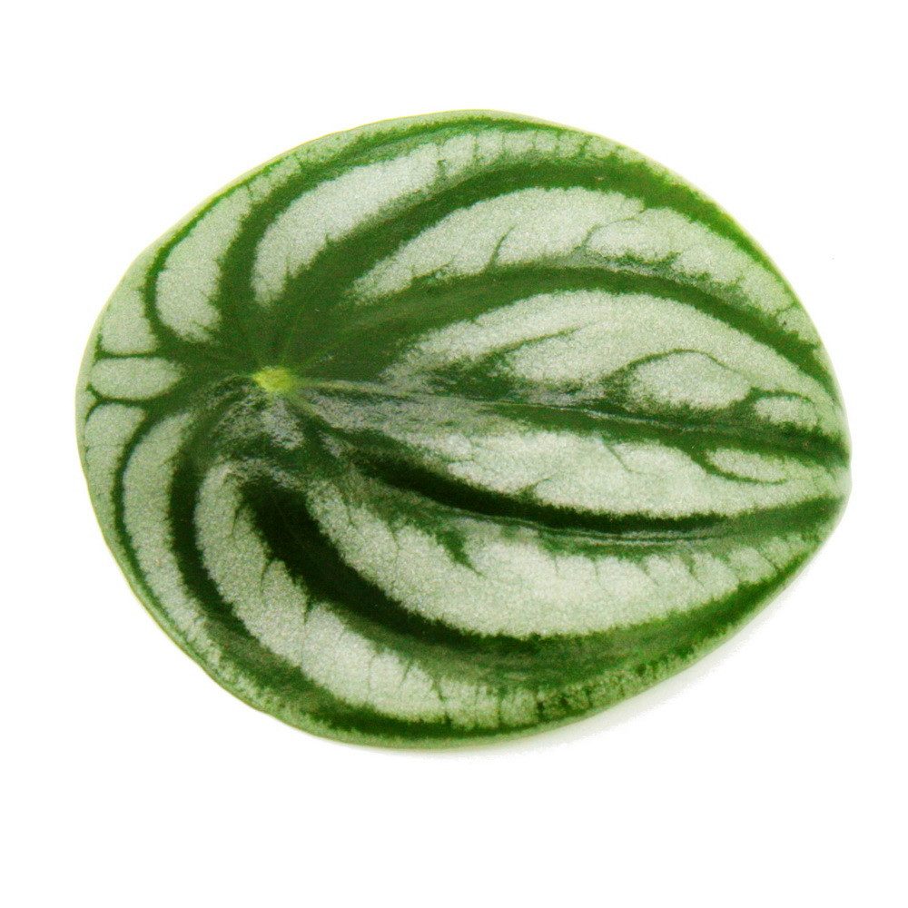 Exotenherz Zimmerpflanze Peperomia argyreia Watermelon Wassermelonen-Zwergpfeffer im 12cm Topf