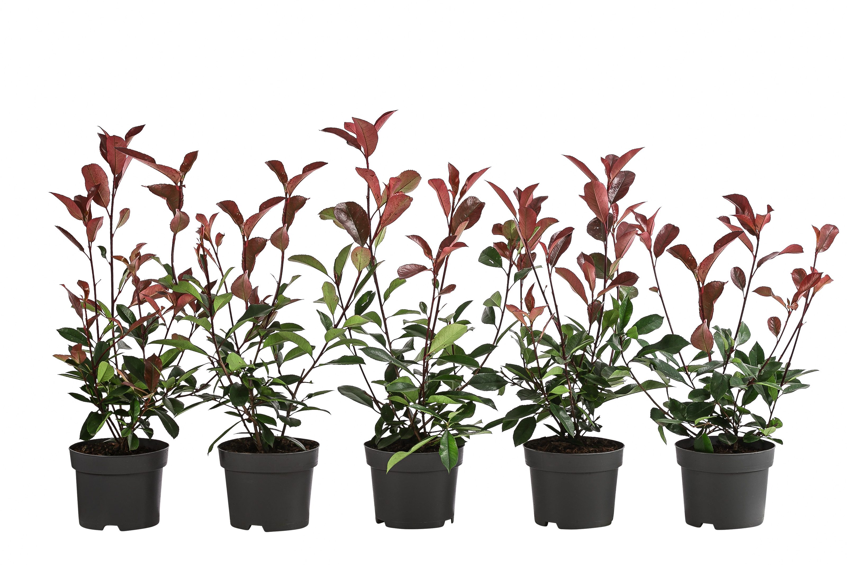 Dehner Hecken Hecke Purpur-Glanzmispel Red Robin, 1 m, 5 x 2 l, Zierstrauch als Sichtschutz