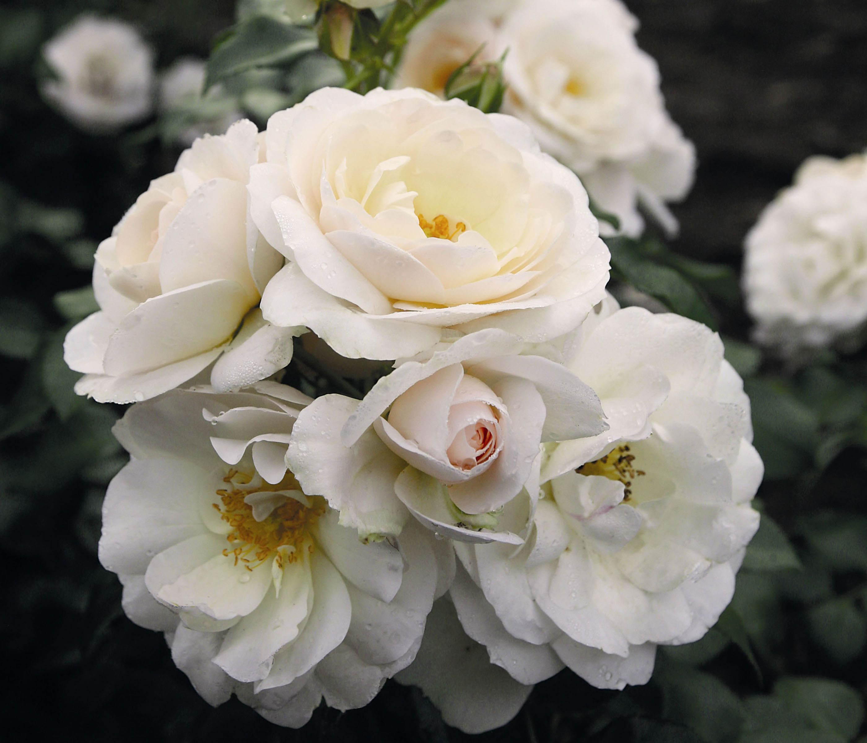 Dehner Rose Beetrose Sirius®, 15-30 cm, gefüllt und duftend, kleine gefüllte Blüten in weiß-apricot, Züchter Tantau