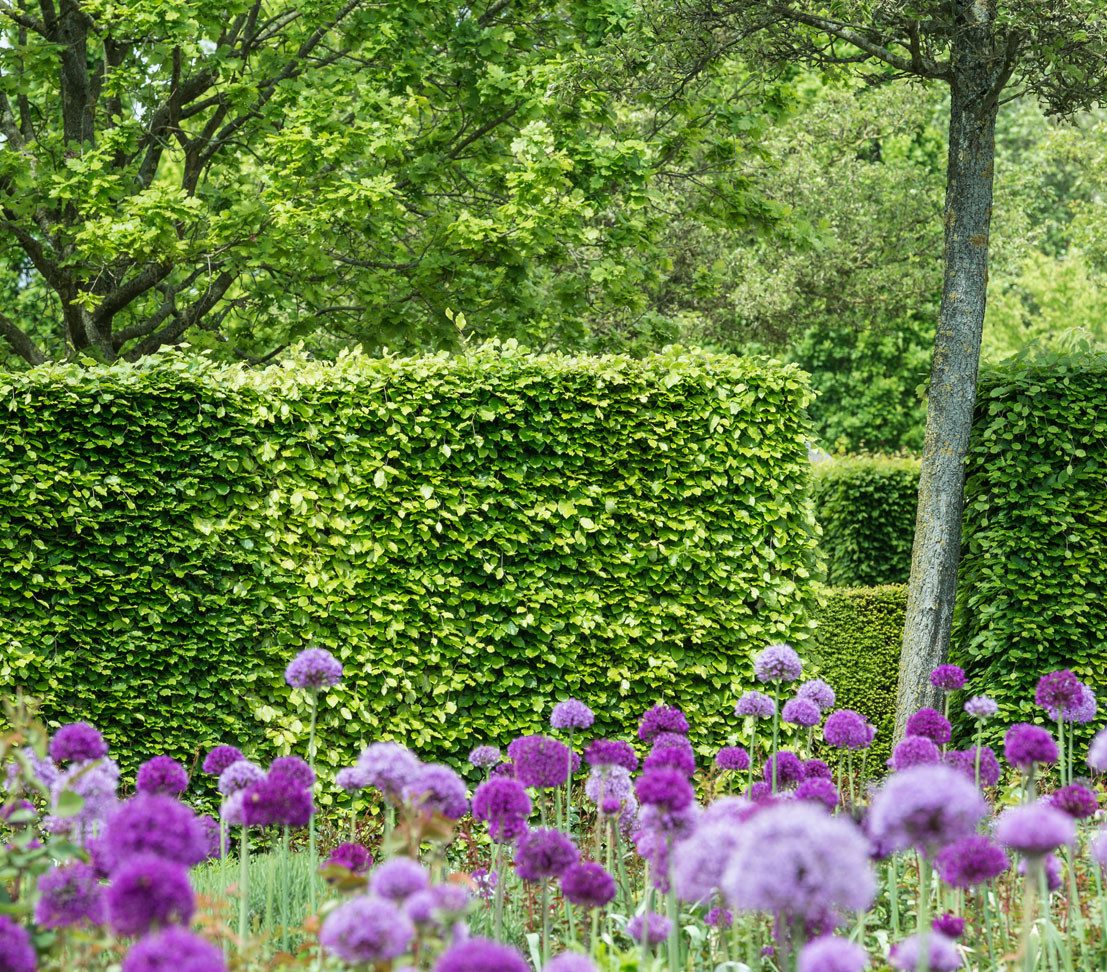 Dehner Hecken Rotbuche, 17 x 150-175 cm, je 7.5 l Topf, für 5-6 Meter Hecke, natürlicher Sichtschutz