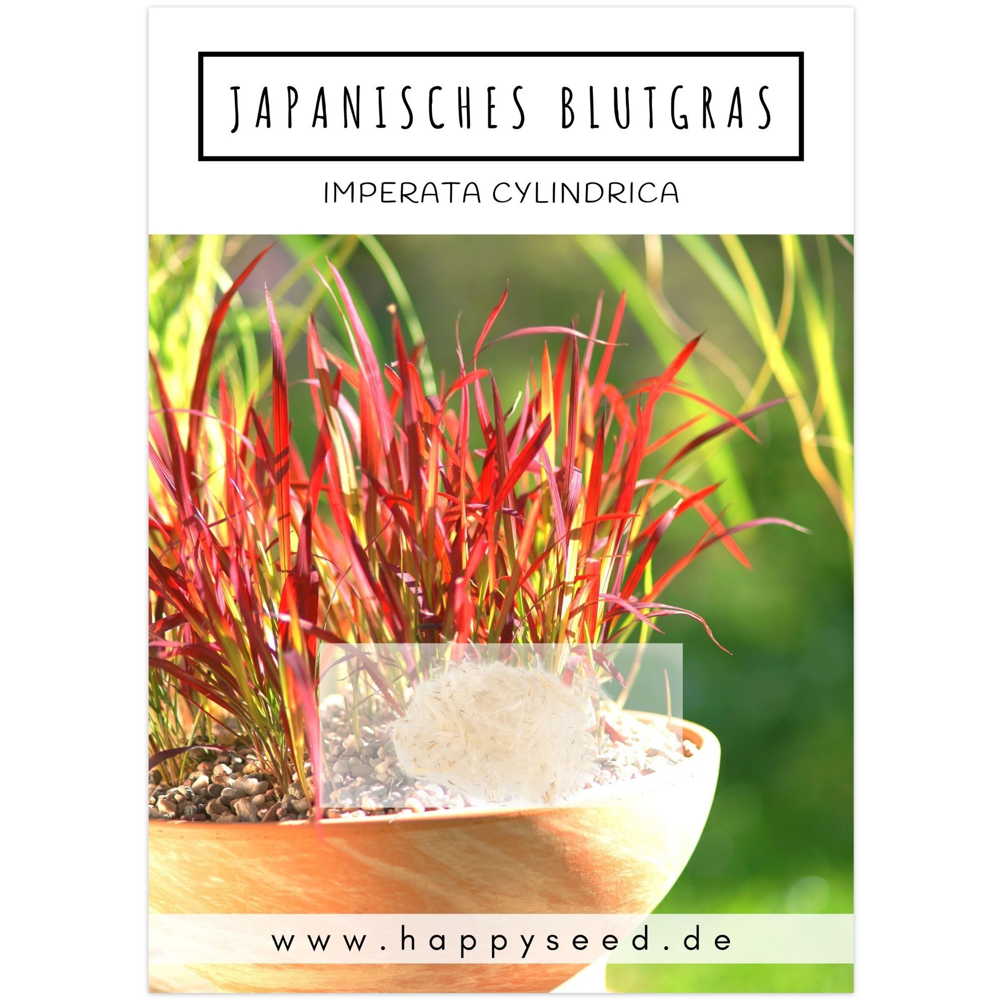 HappySeed Blumensamen Japanisches Blutgras Samen - Imperata cylindrica, Blumen – Bild 2 von 5