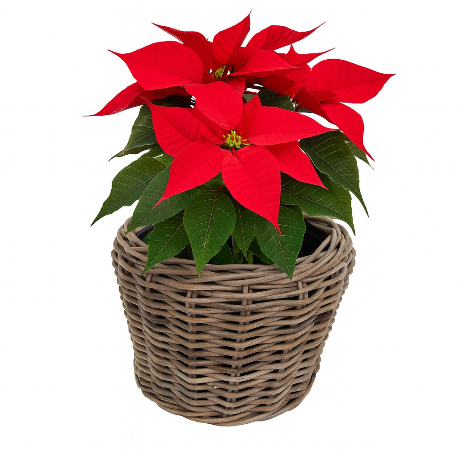 Van der Leeden Blumentopf Blumenkorb Pflanzkorb 32x23cm Rattan Weide Sylter günstig online kaufen