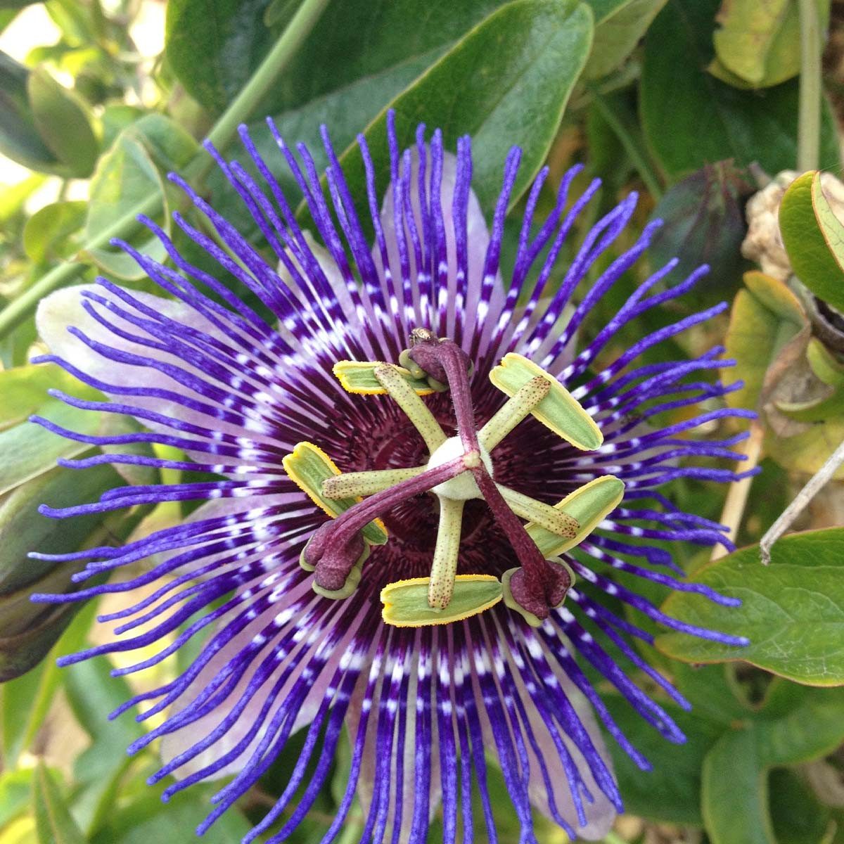 Bloomique Kletterpflanze Bloomique - 2er-Set - Passiflora Purple Haze - Passionsblume - Lila -, 2 St.