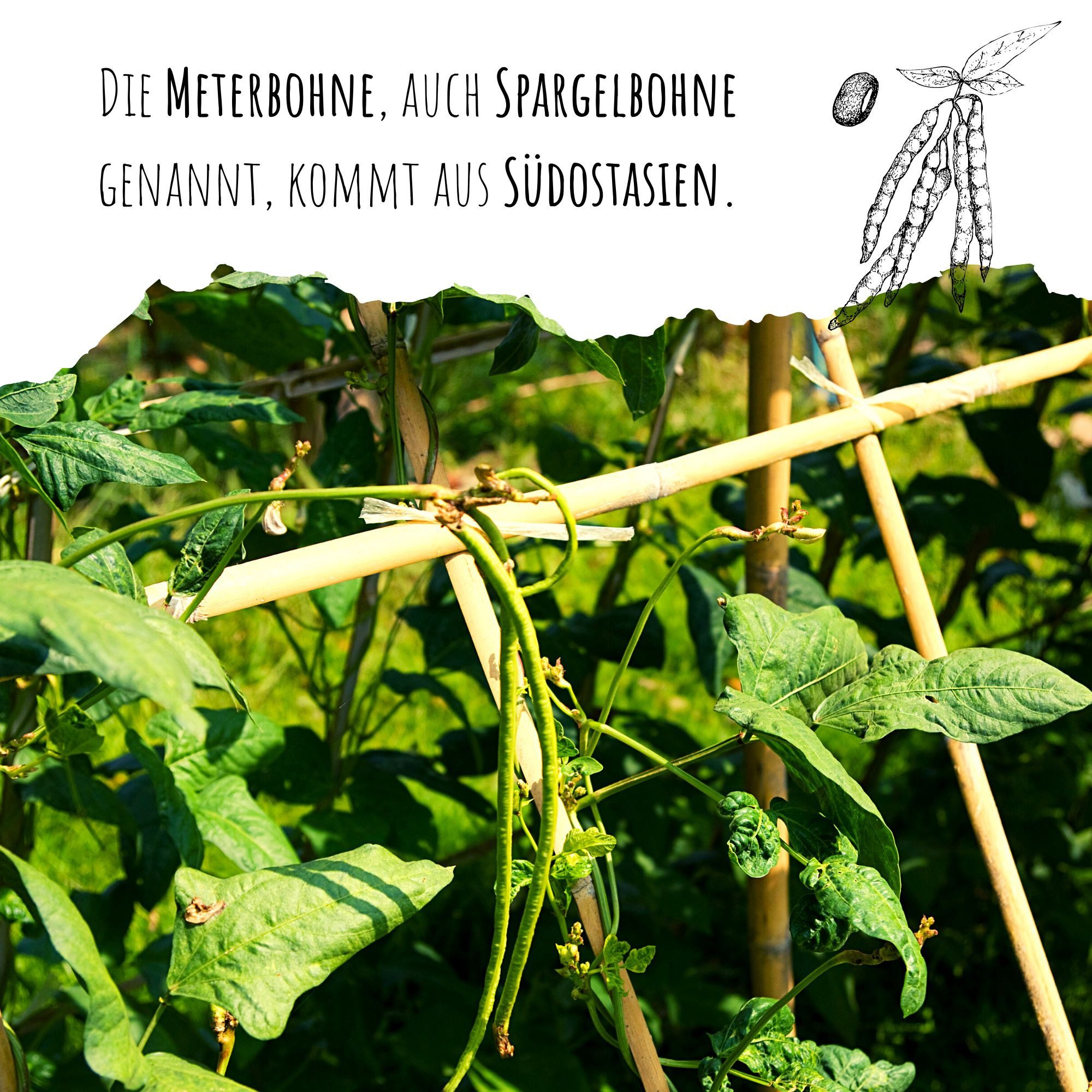 HappySeed Gemüsesamen Meterbohne Samen - Vigna unguiculata, Blumen