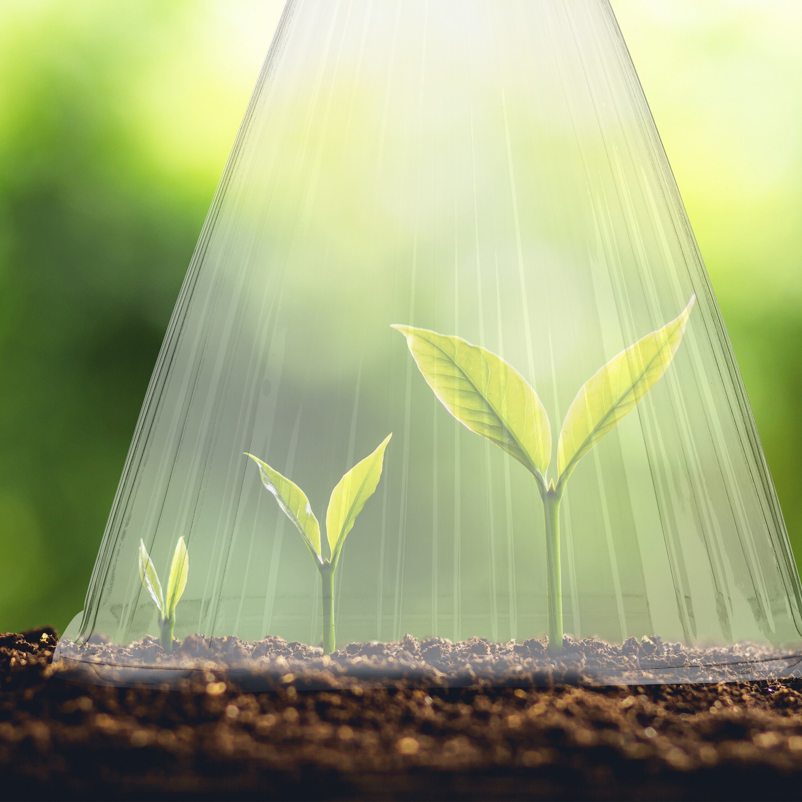 relaxdays Pflanzenschutzdach Transparenter Pflanzenhut im 32er Set