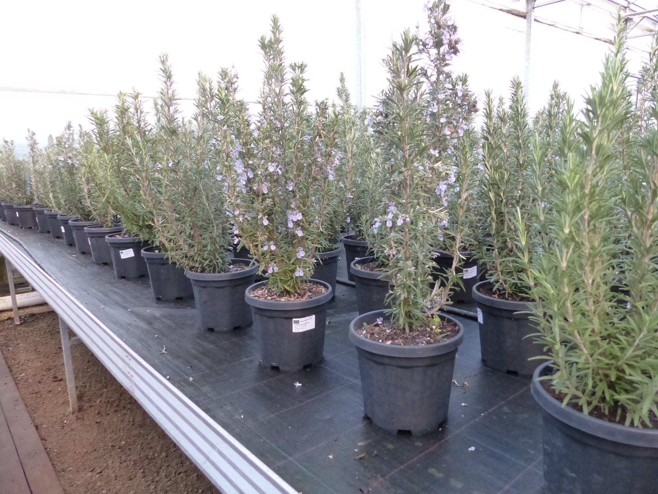 gruenwaren jakubik Gemüsepflanze echter Rosmarin Officinalis 50-60cm Höhe, günstig online kaufen