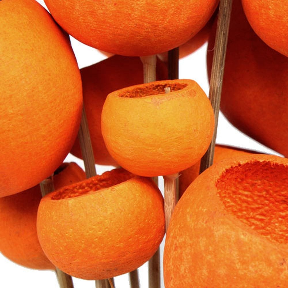 Trockenblume Bell Cup Stiel Orange 15 günstig online kaufen