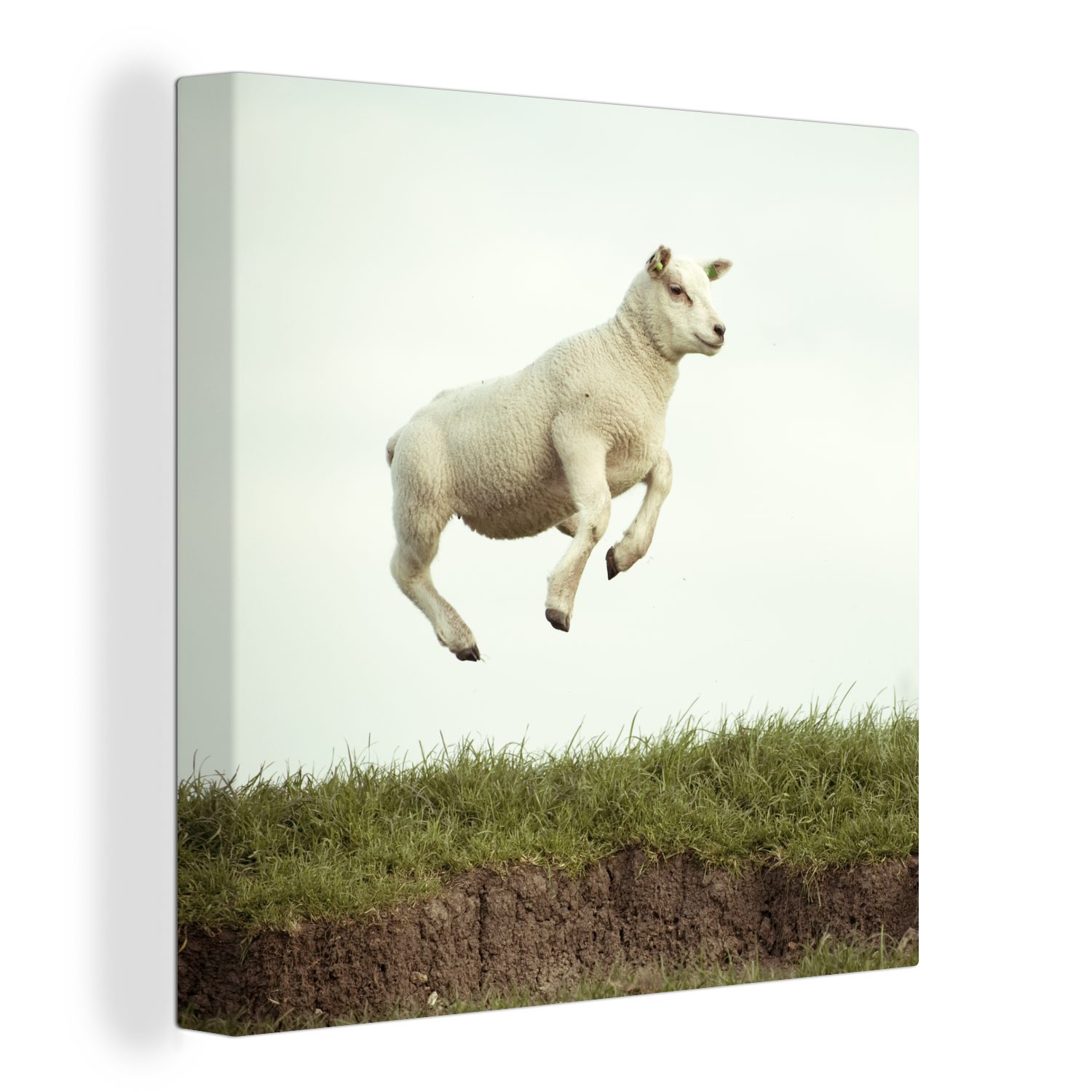 OneMillionCanvasses® Leinwandbild Schaf - Lamm - Sprung, (1 St), Leinwand Bilder für Wohnzimmer Schlafzimmer
